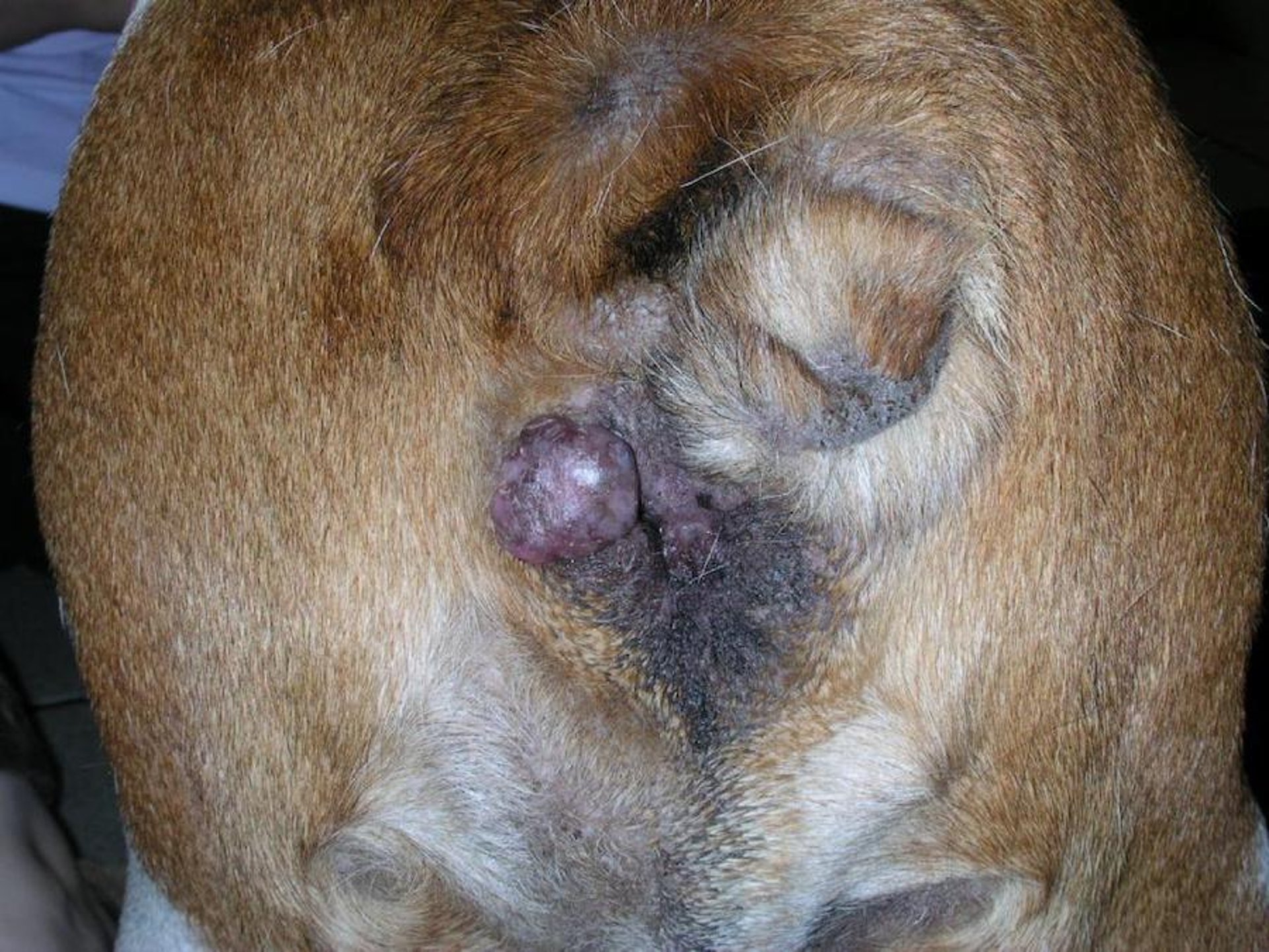 Anal tumor, dog