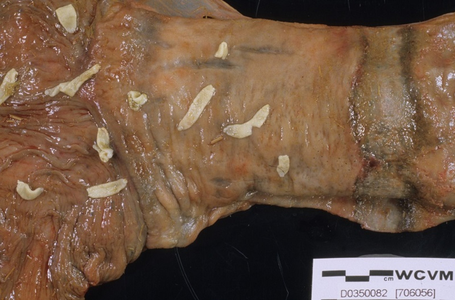 <i >Anoplocephala</i> and ileal impaction, horse