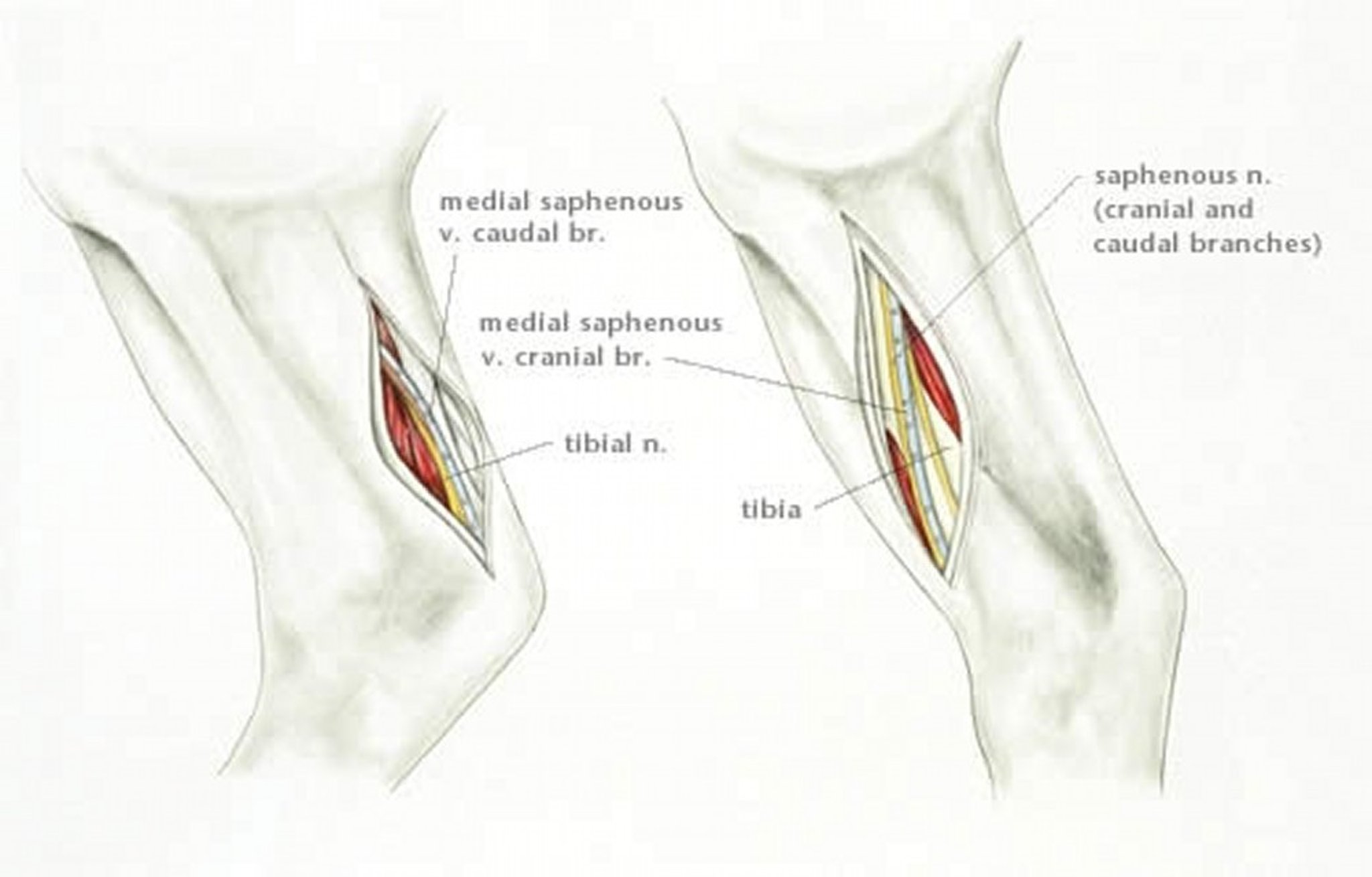 Anatomy for medial crus nerve block, horse