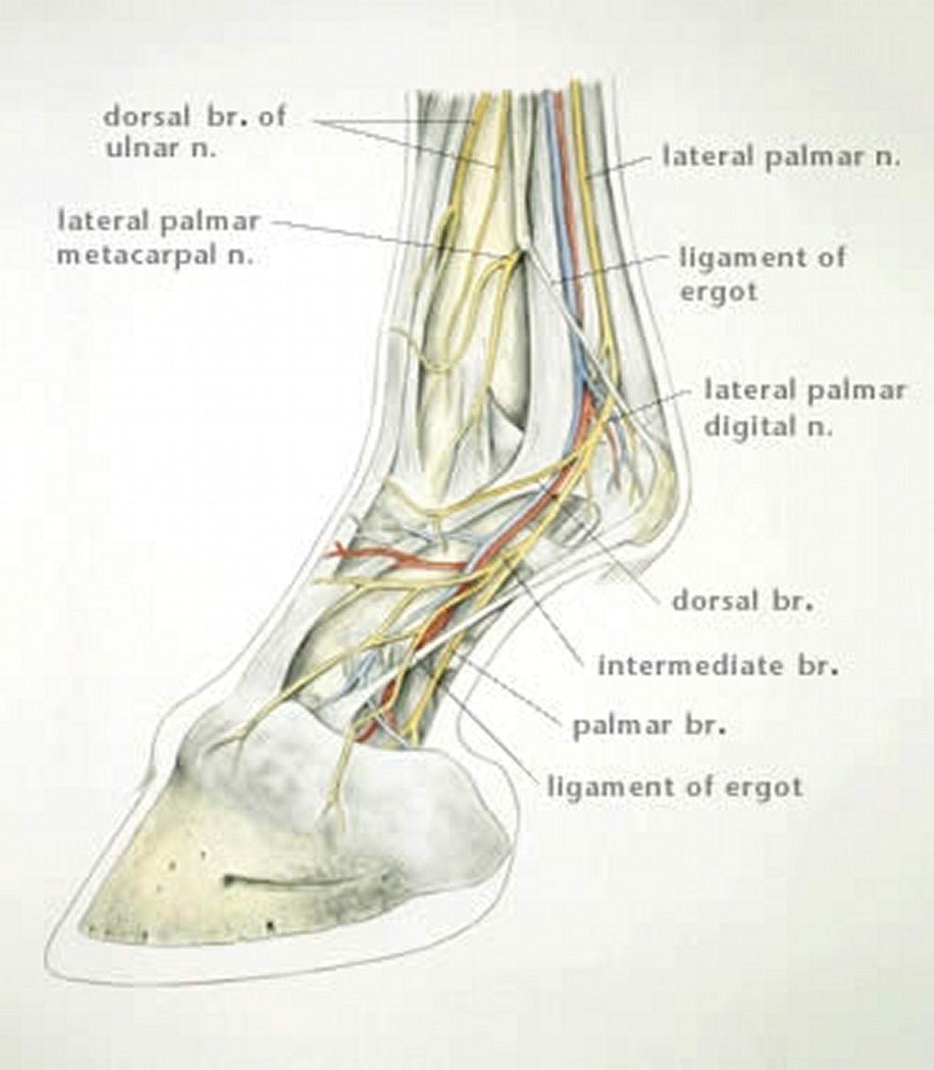 Anatomy for nerve block, digital area, forelimb, horse