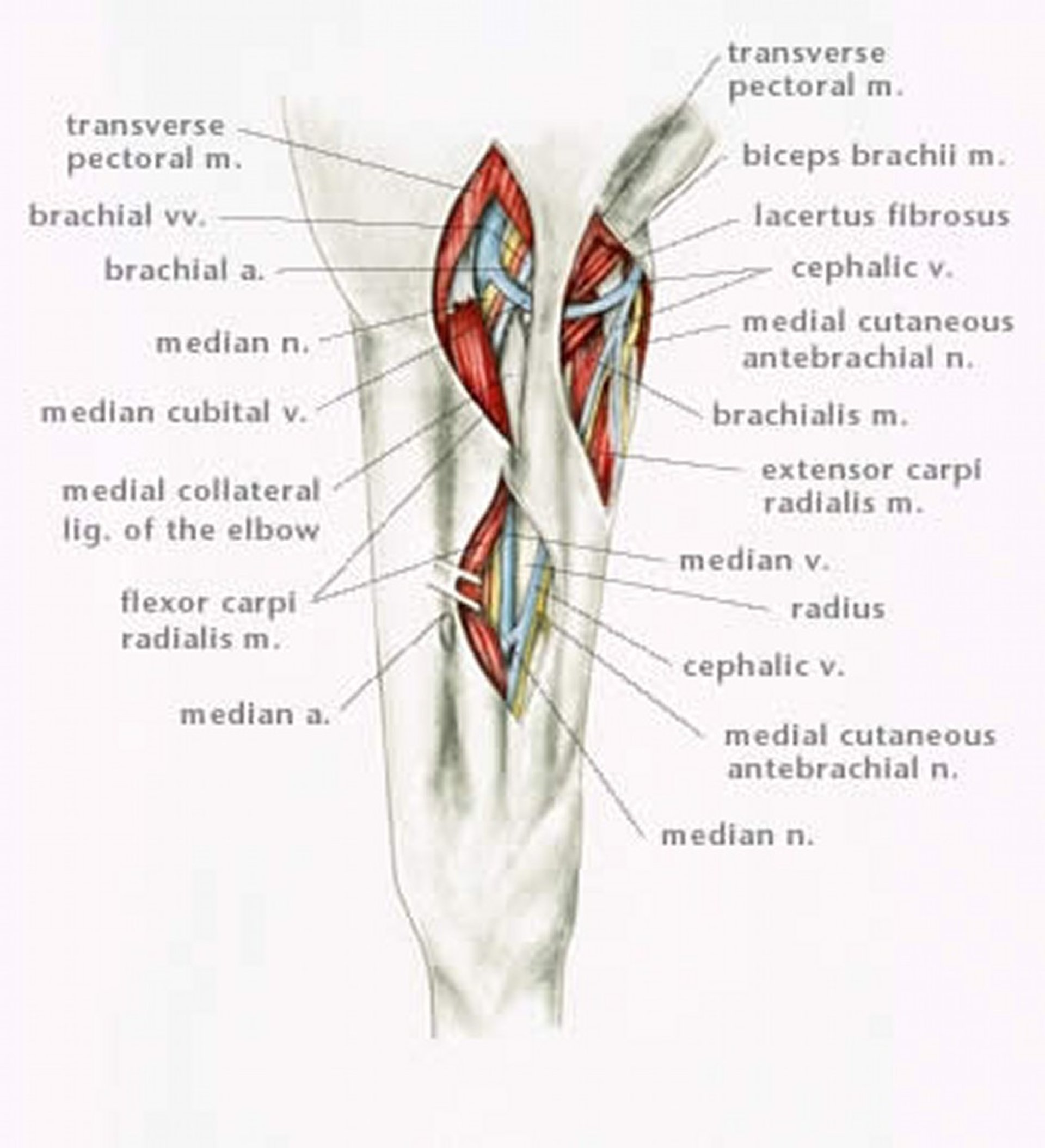 Anatomy for nerve block in forelimb and medial forelimb, horse