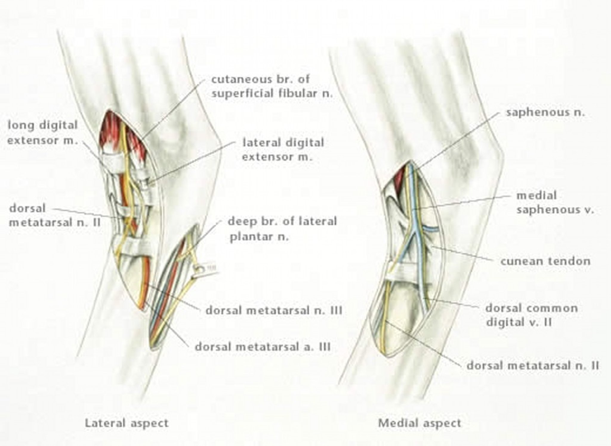 Anatomy for tarsus nerve block, horse