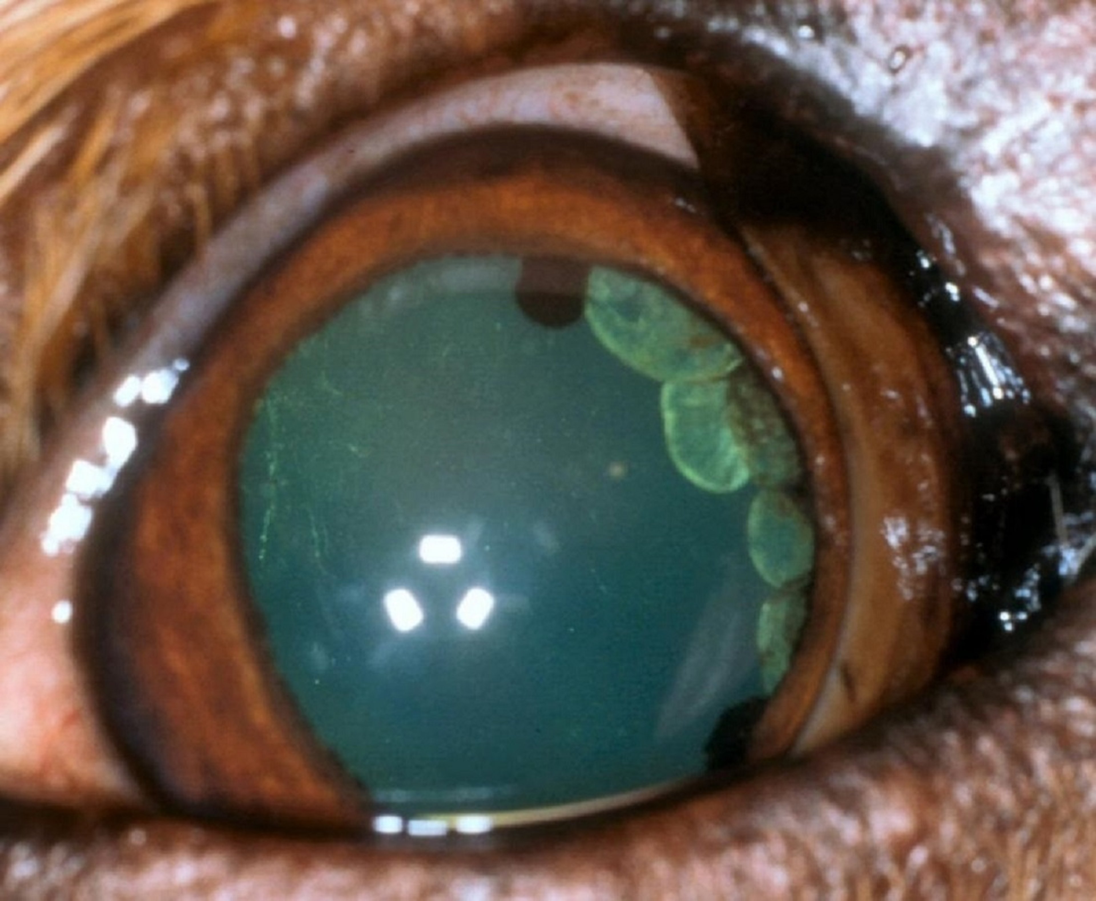 Anterior uveal cyst, Golden Retriever