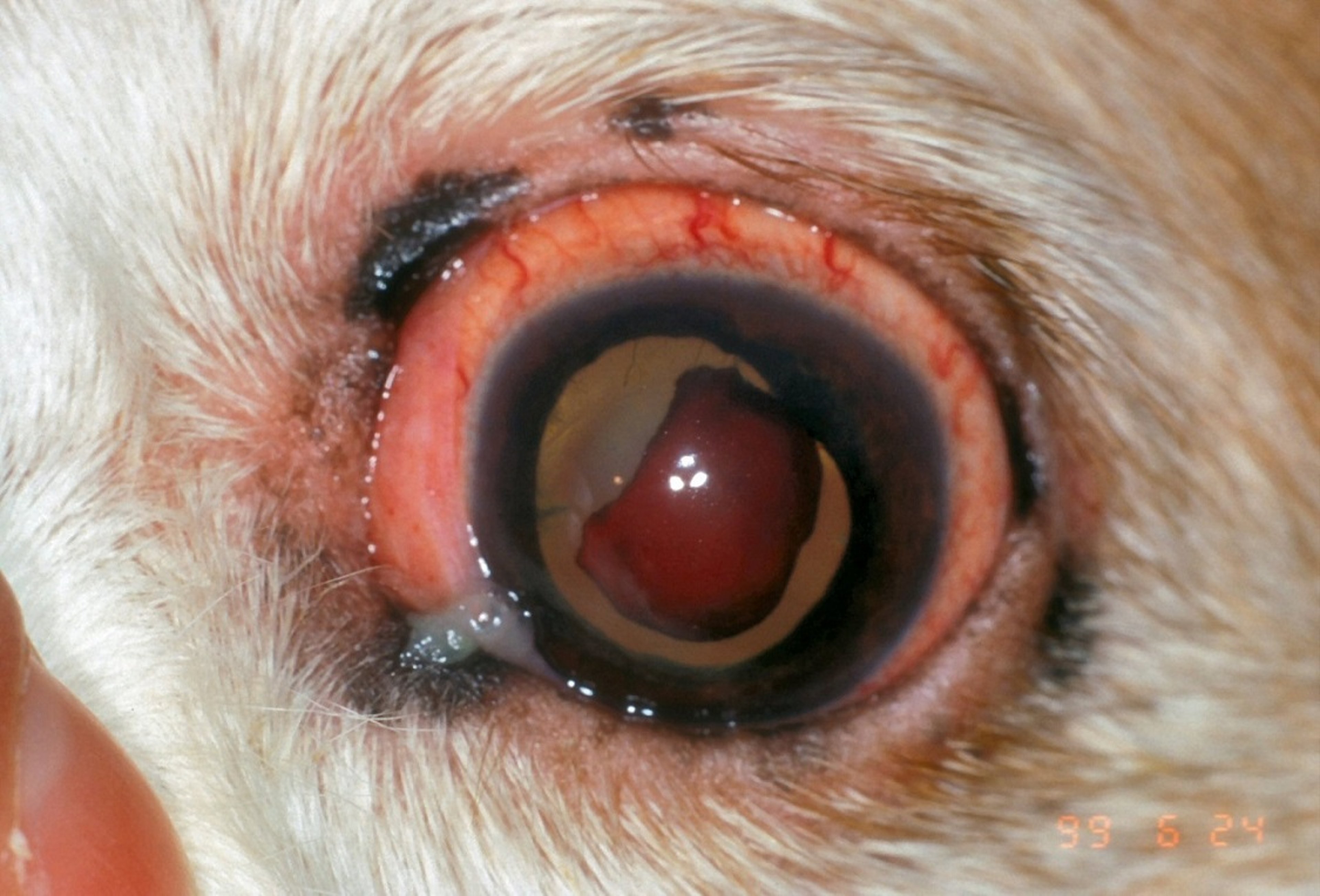Anterior uveitis, <i >Ehrlichia canis</i> infection