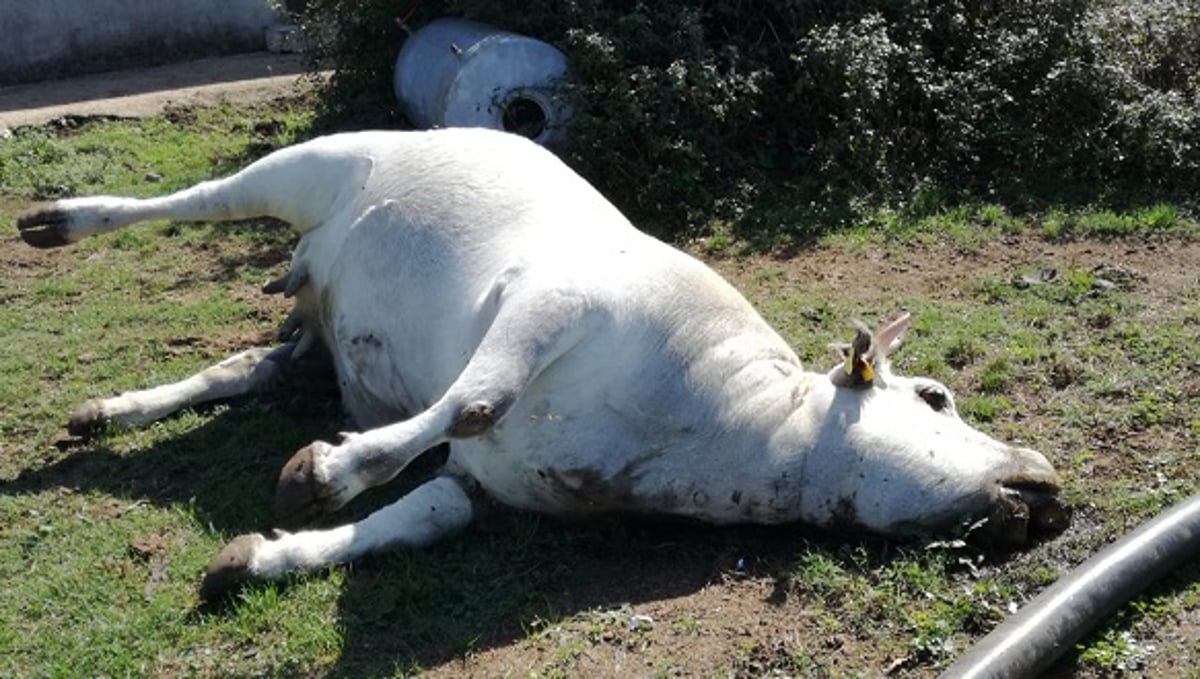 Anthrax, bovine carcass
