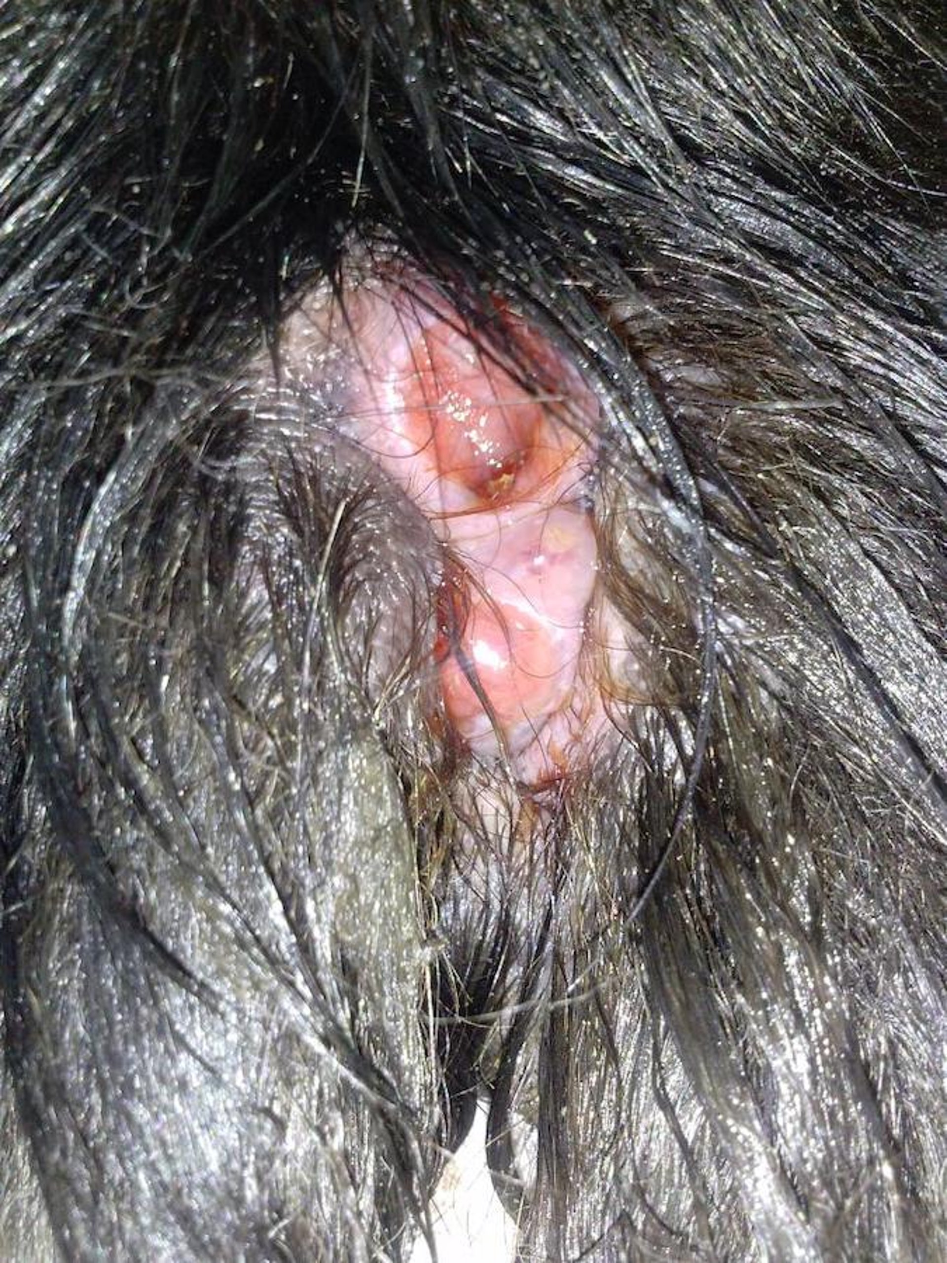 Apocrine ductal adenocarcinoma between digits, 10-year-old Newfoundland