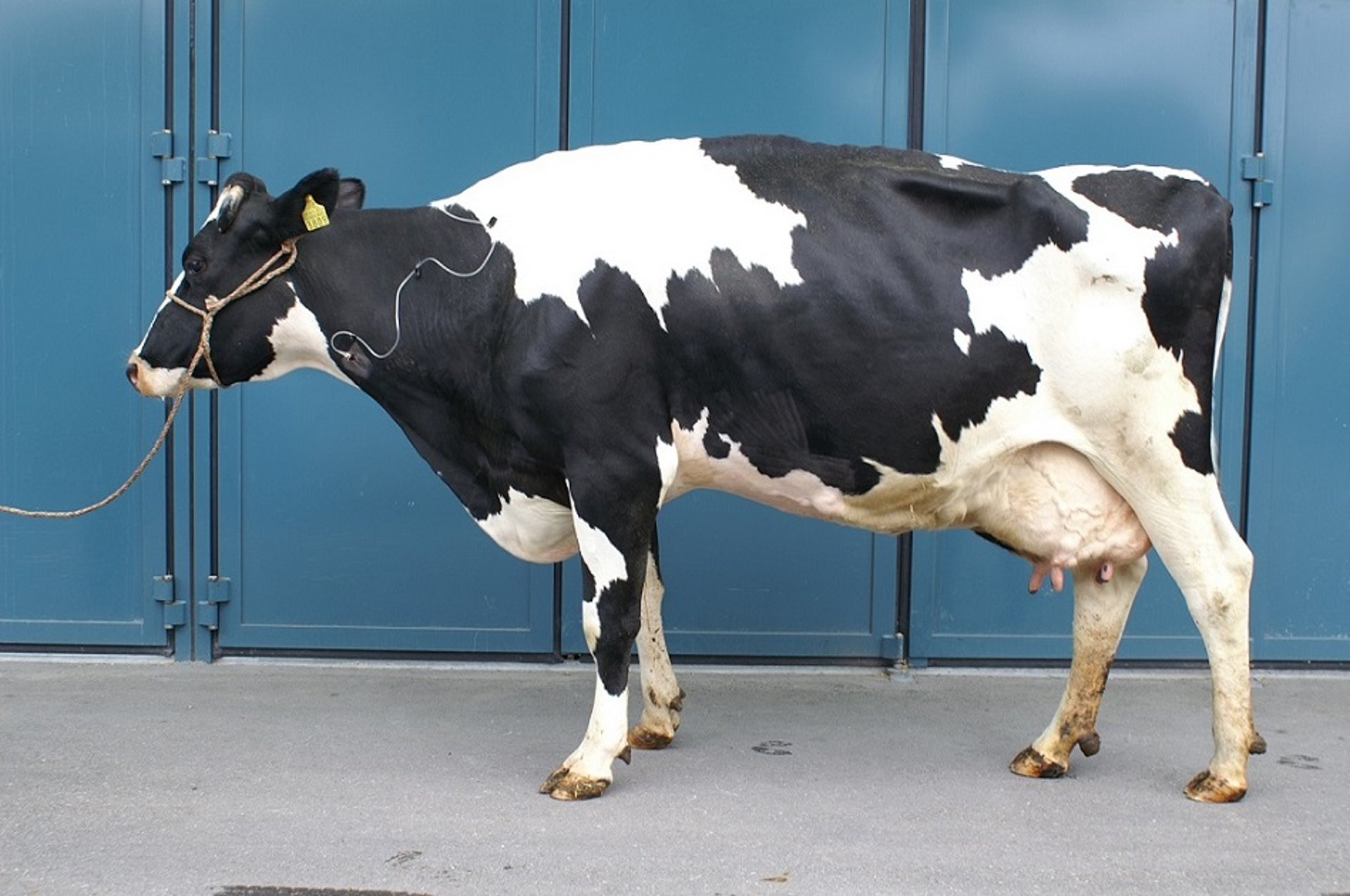 Arched back in traumatic reticuloperitonitis, cow