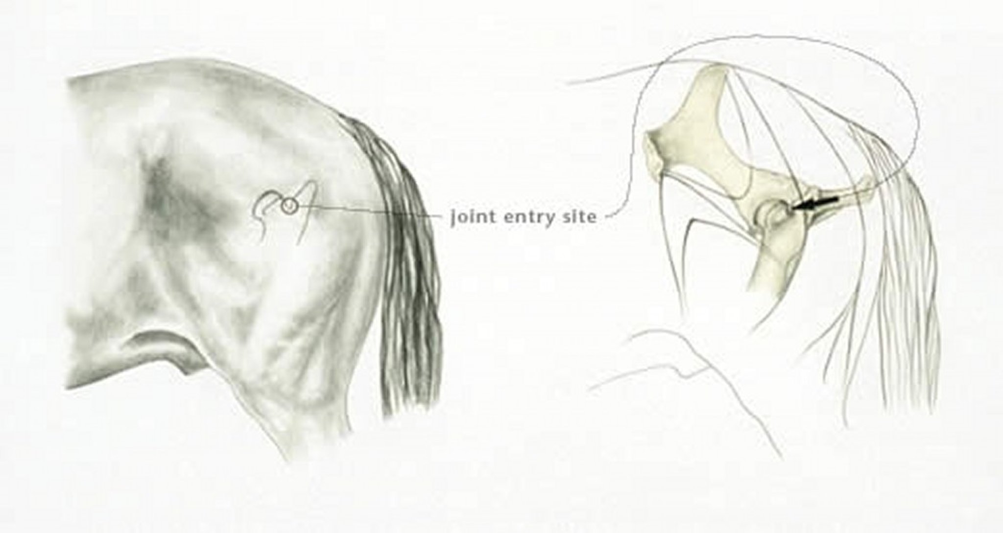 Arthroscopy joint entry site, hip, horse
