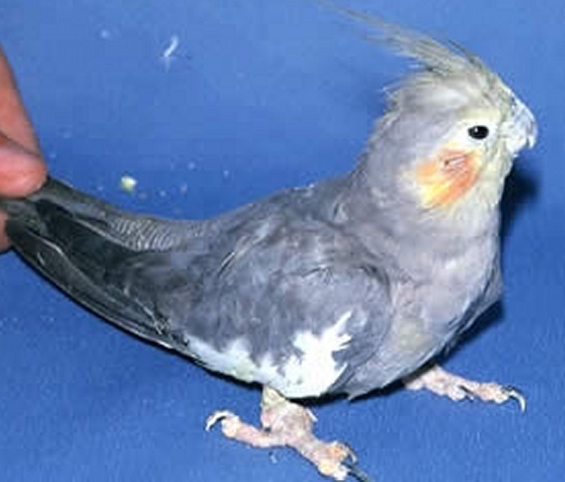 Articular gout, cockatiel hen