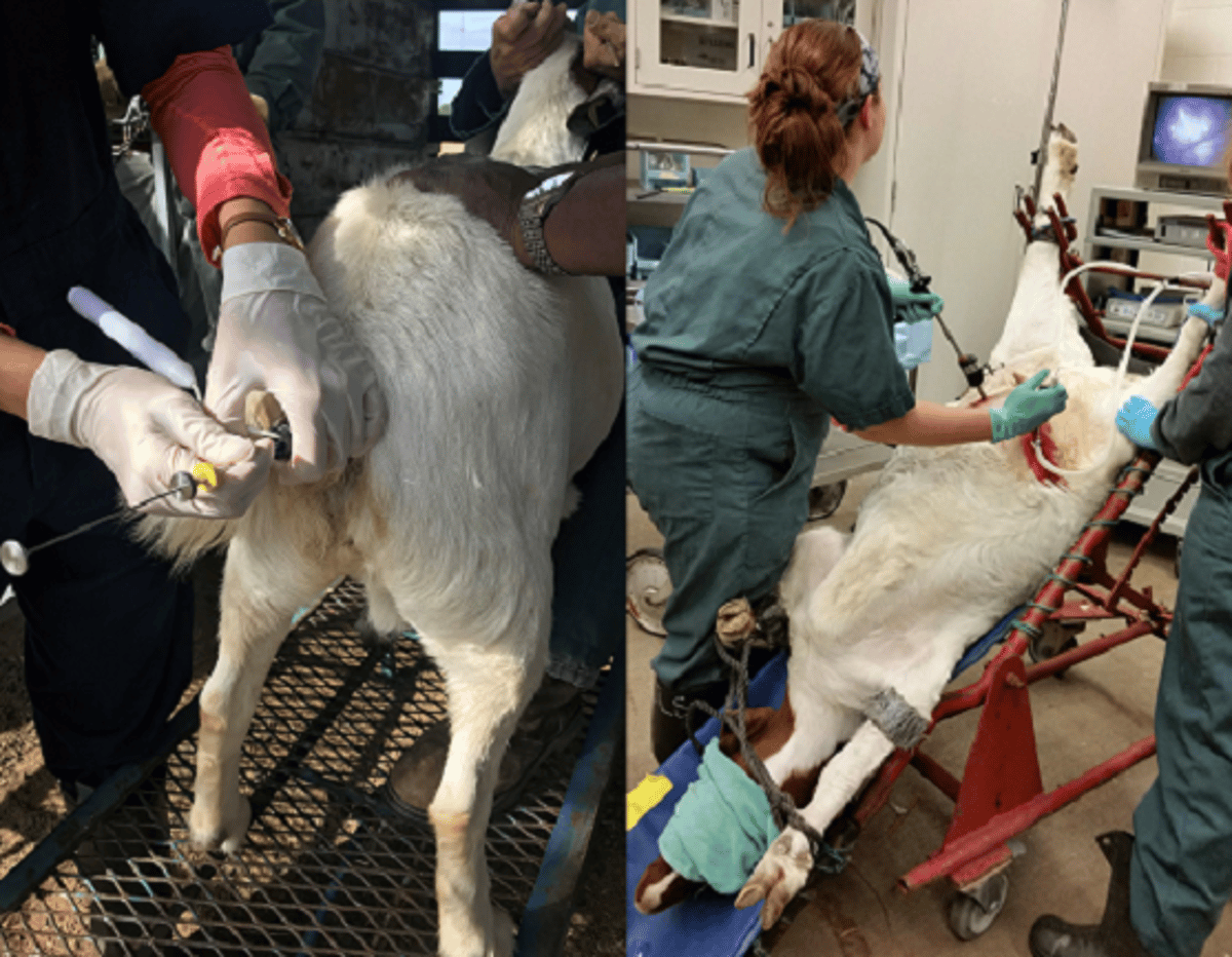 Artificial insemination, goat