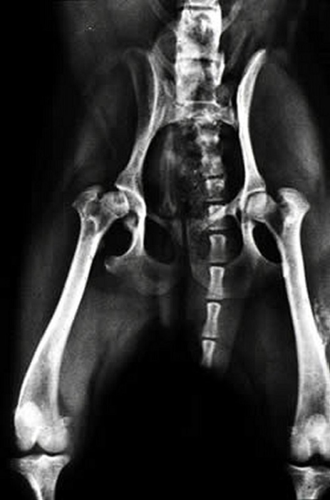 Aseptic necrosis of femoral head, dog