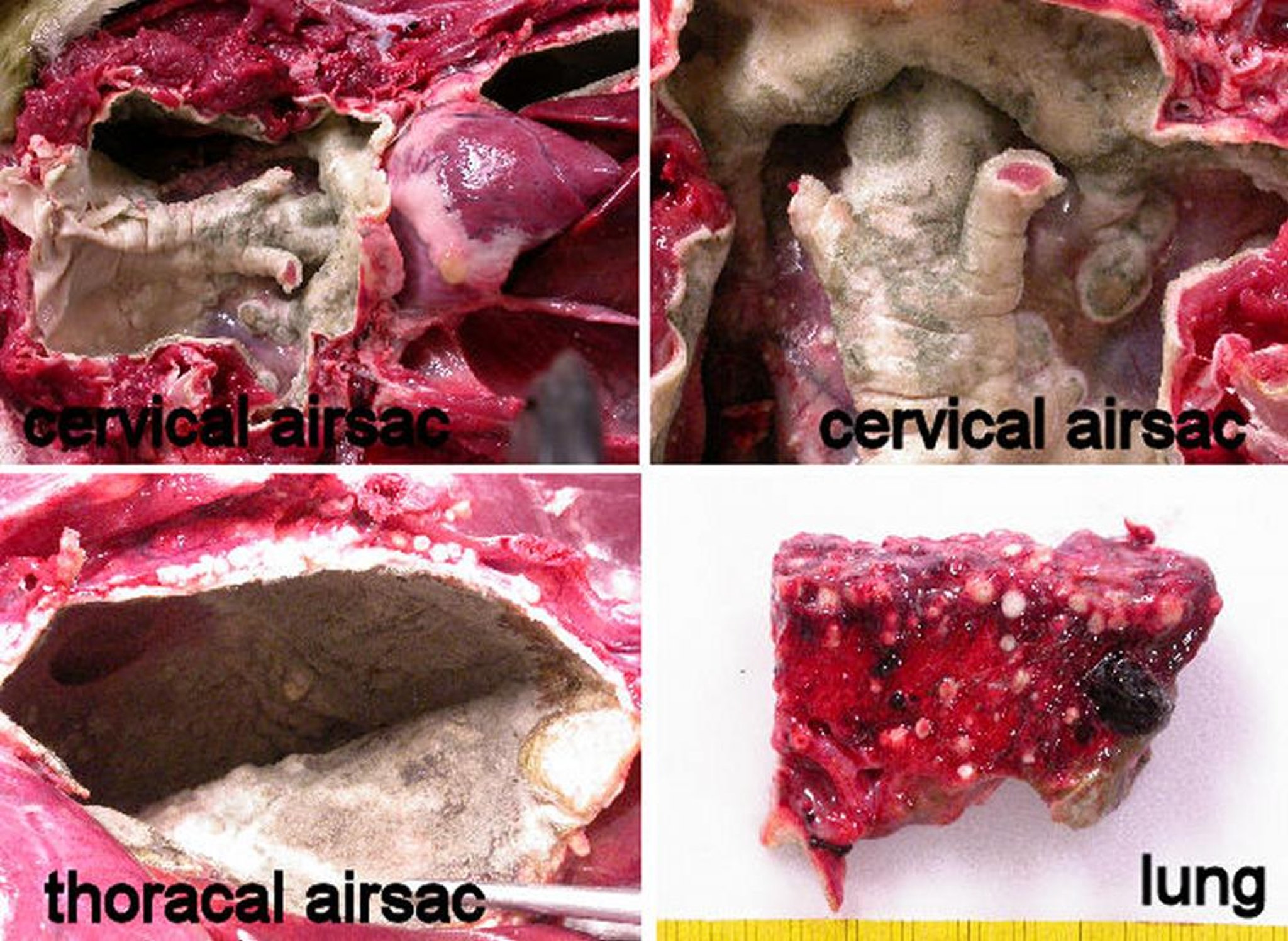 Aspergillosis, penguin
