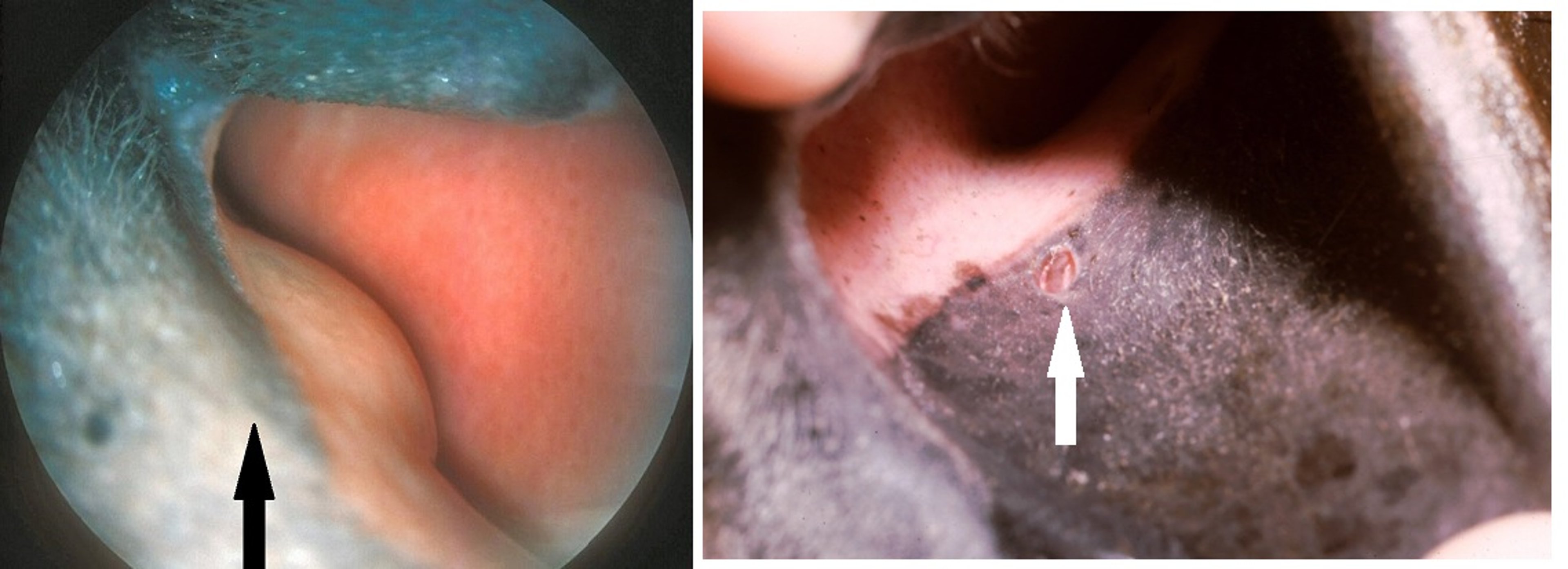 Atresia and normal distal nasolacrimal duct, foal