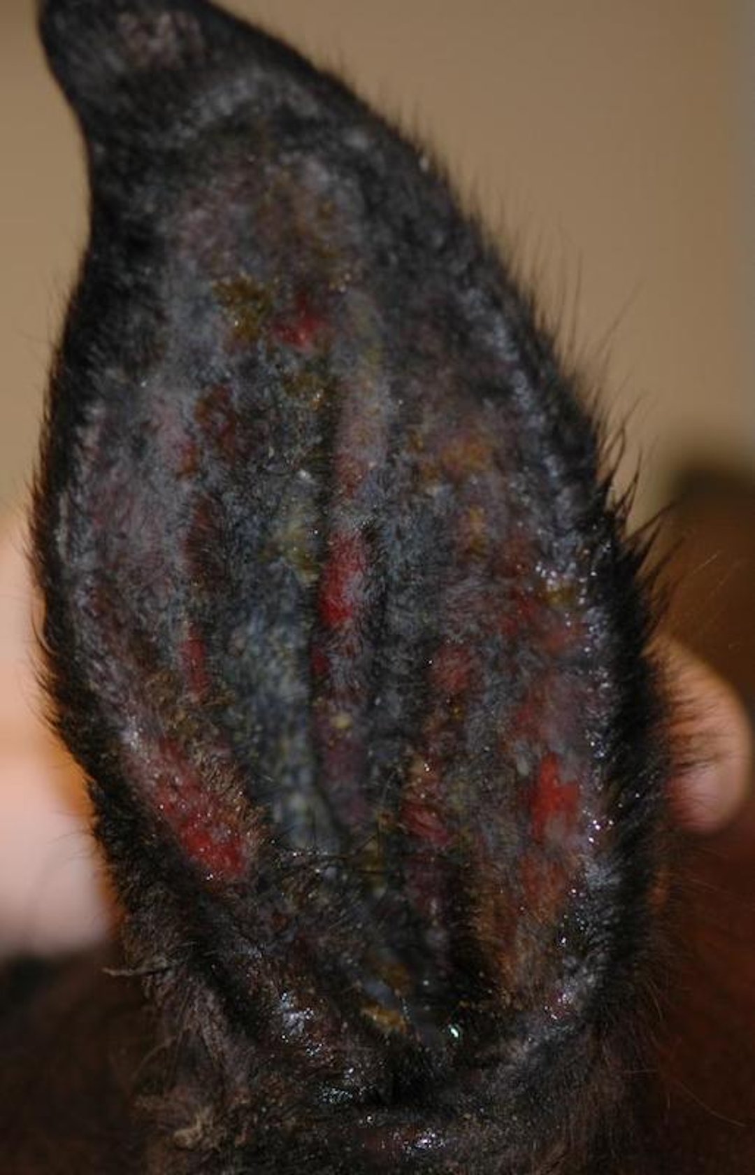 Equine aural plaque after imiquimod therapy