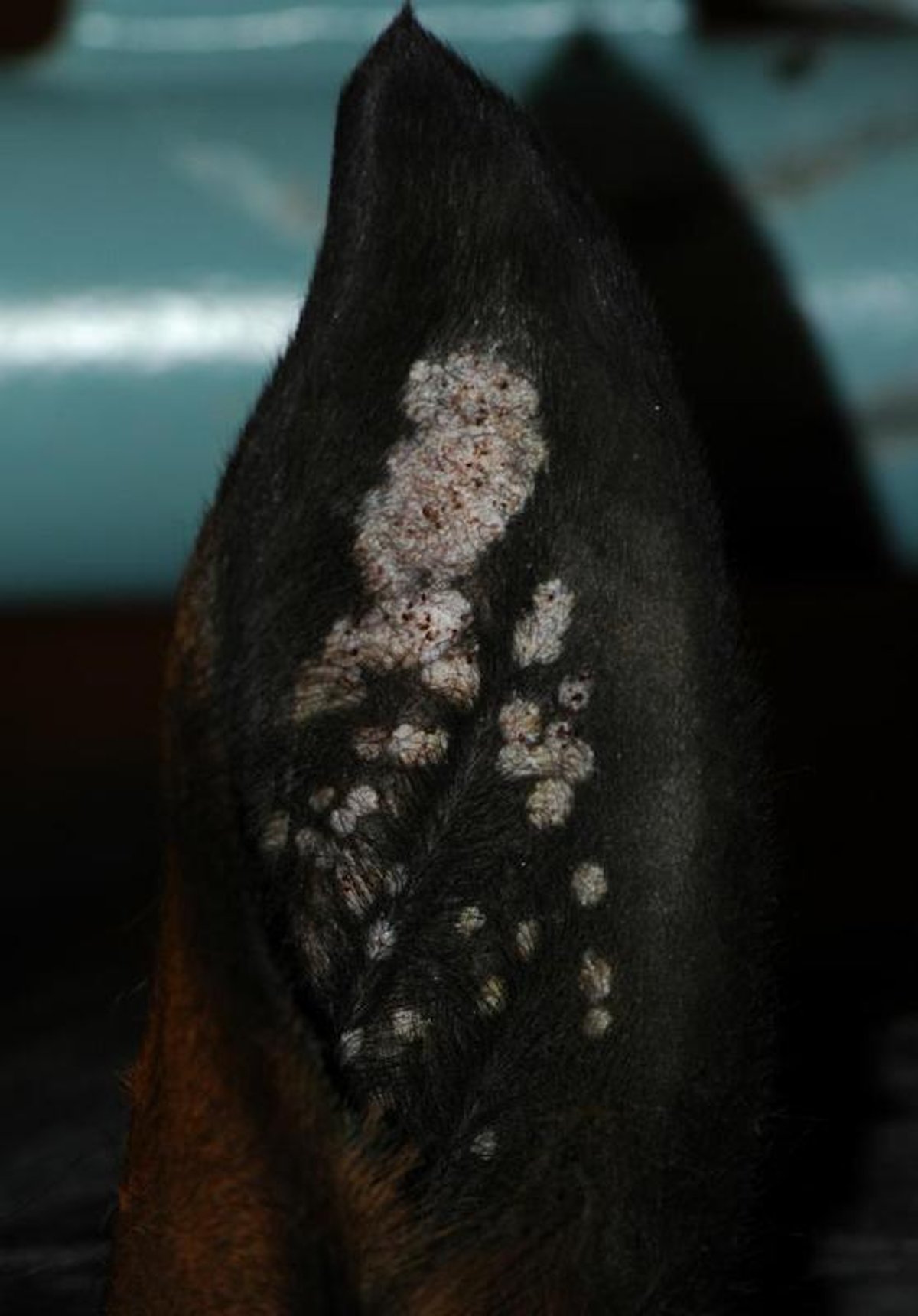 Equine aural plaques