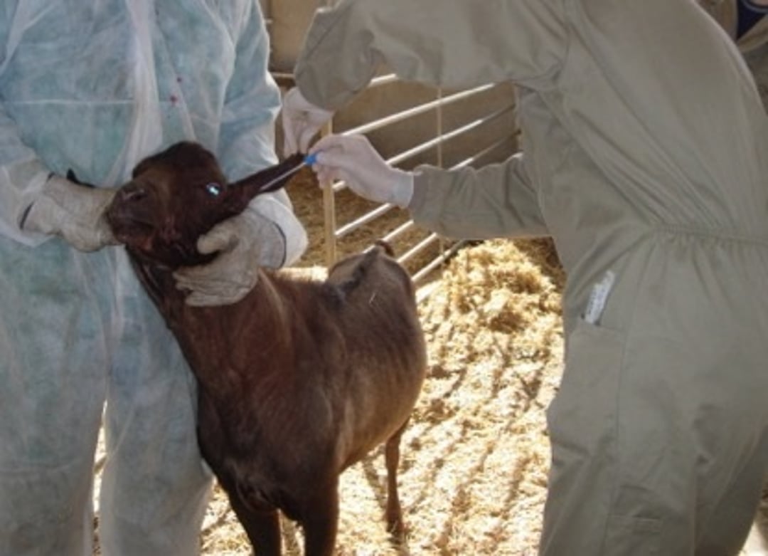 Auricular asymptomatic carrier, goat