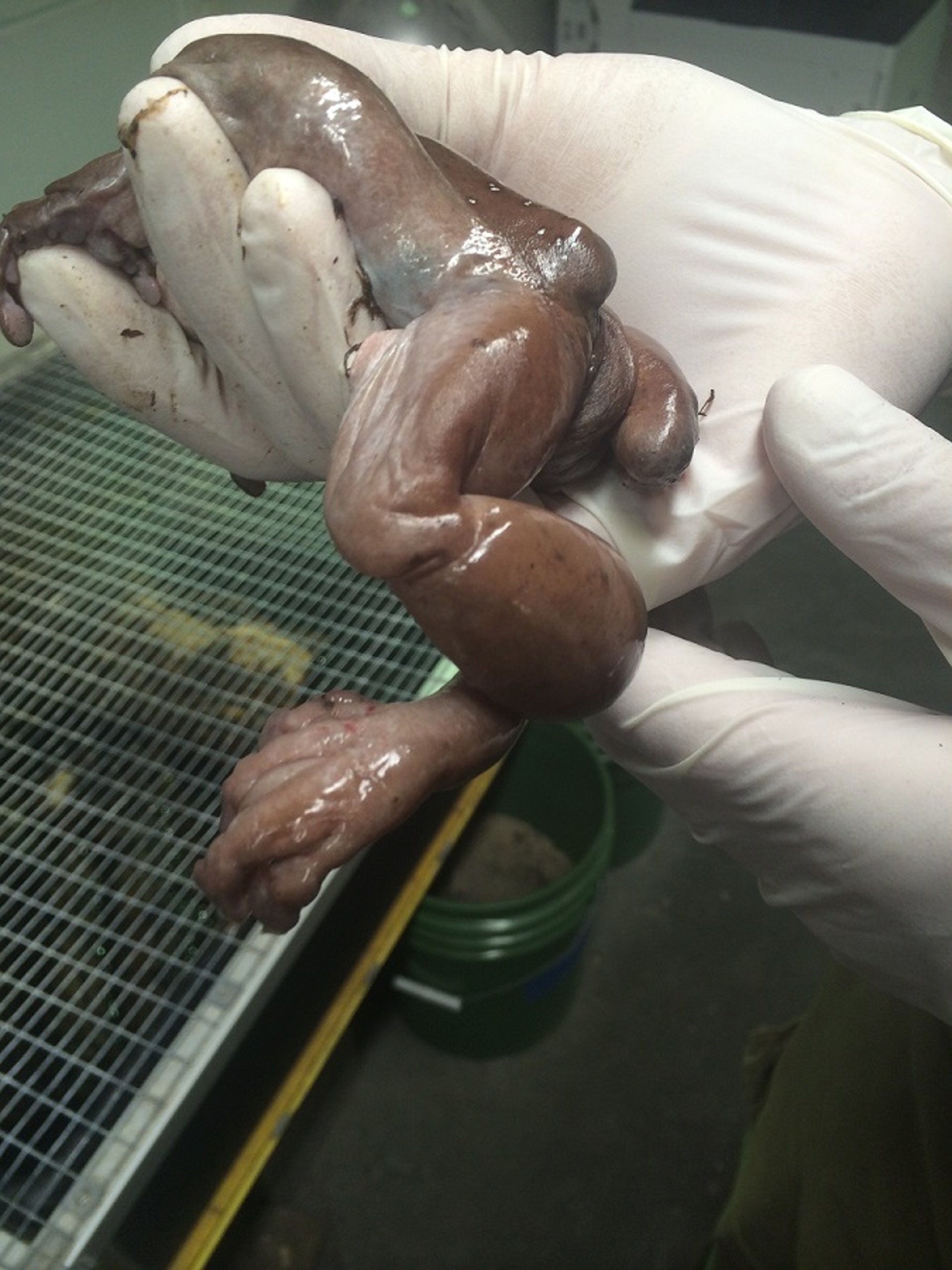 Subcutaneous edema, Australian green tree frog