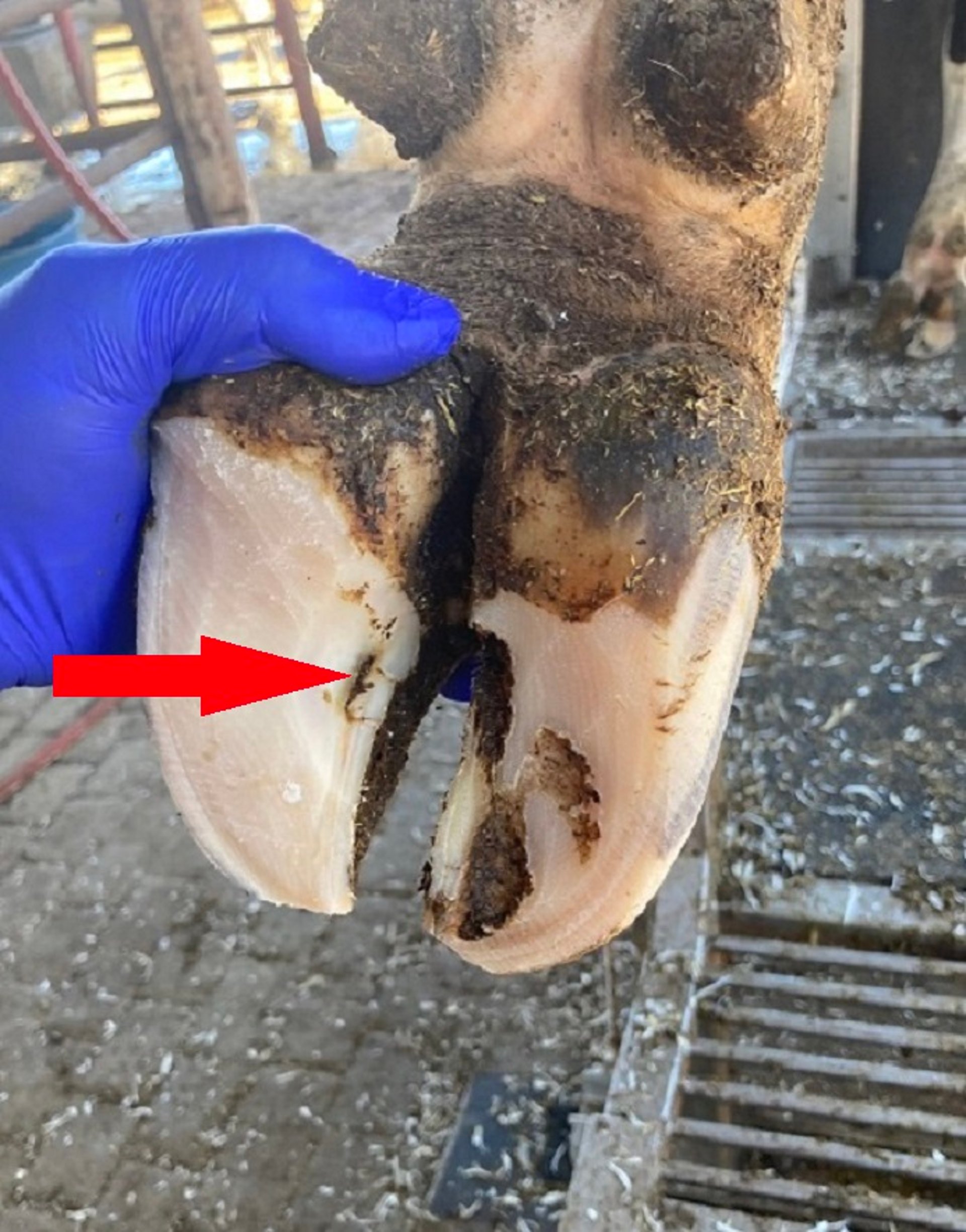 Axial wall fissure, cow