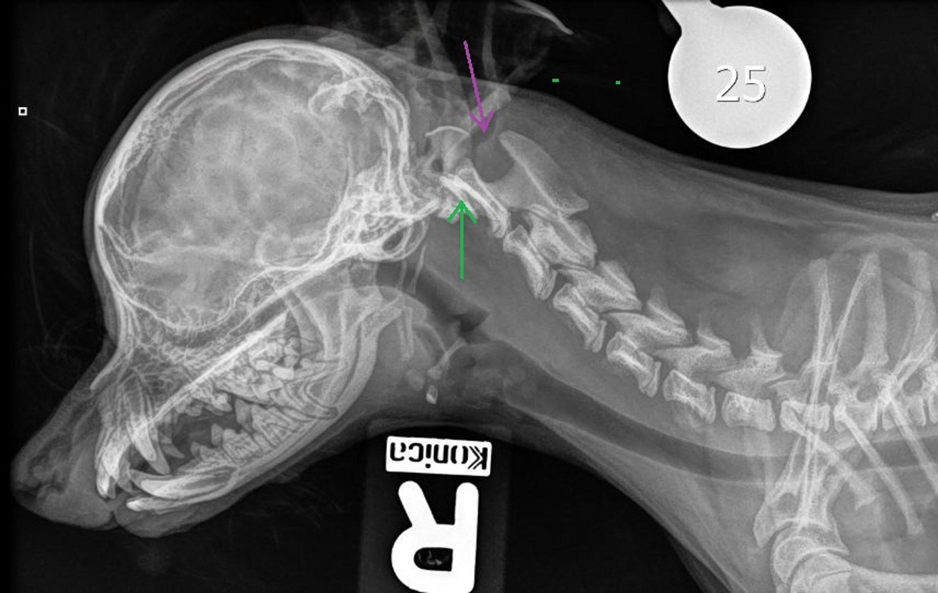 Atlantoaxial subluxation, dog, radiograph