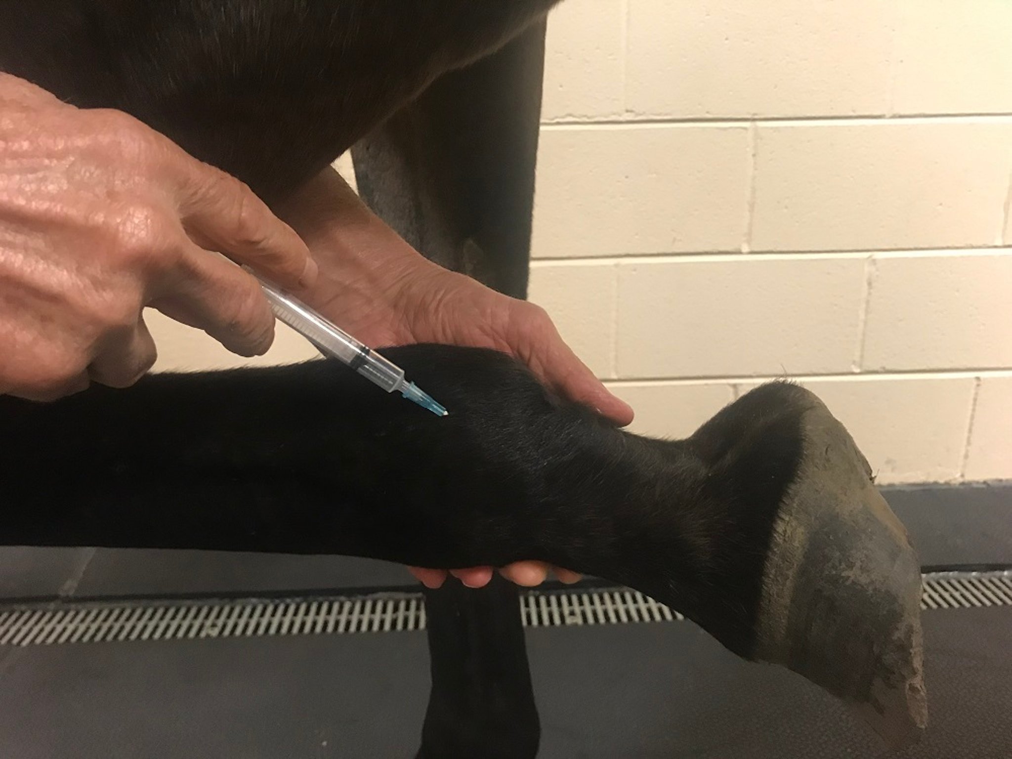 Bloqueo del nervio sesamoideo abaxial, caballo
