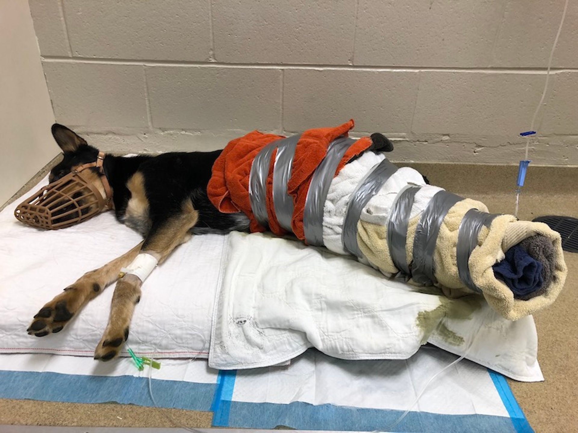 Contrapressão abdominal e dos membros pélvicos, cão