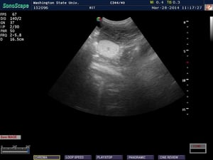 Testículo abdominal, cerdo vietnamita