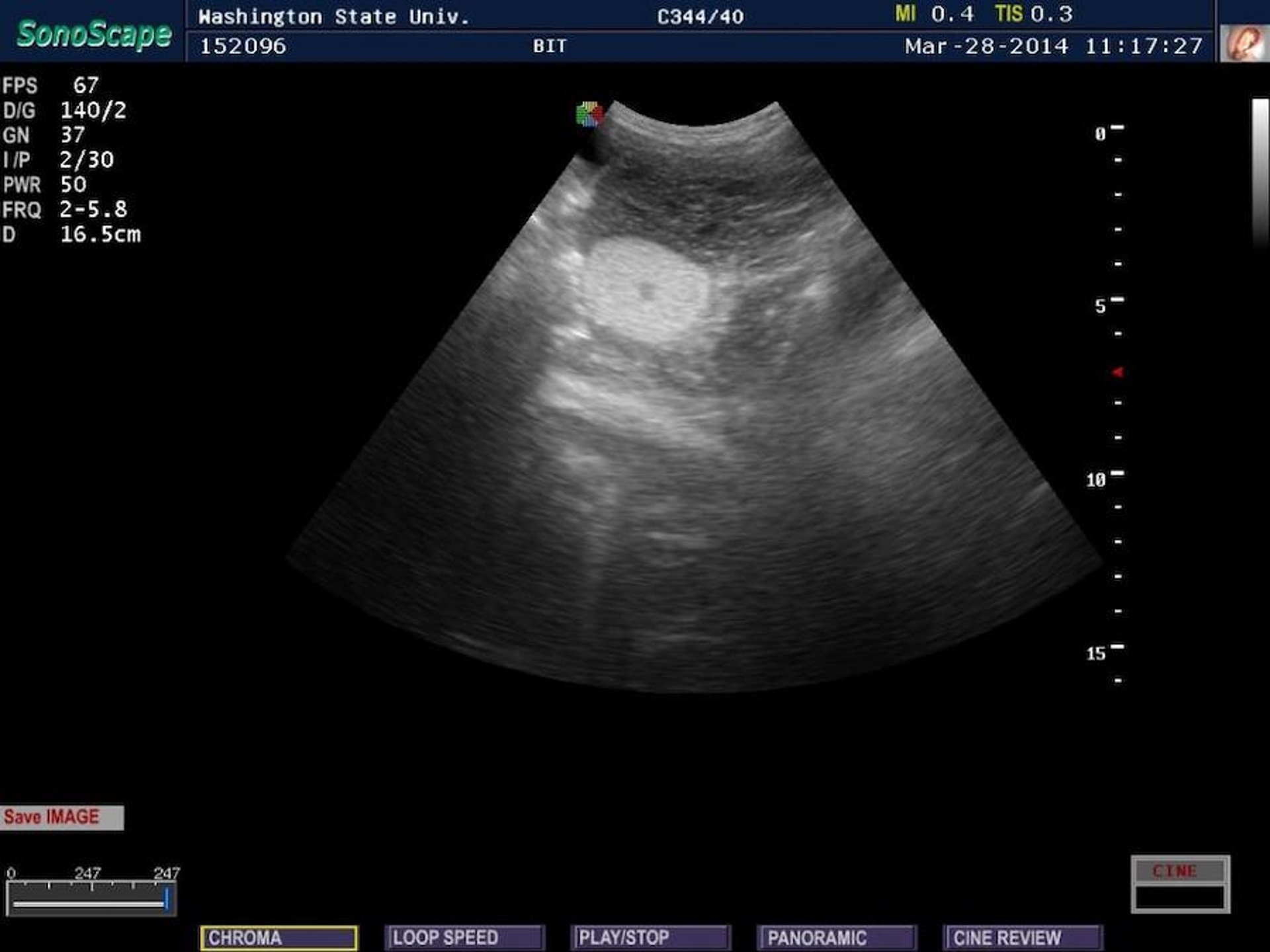Testículo abdominal, miniporco