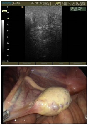 Testículo abdominal, semental equino