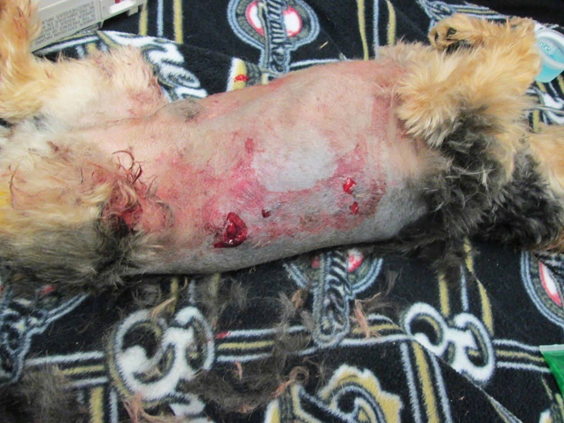 Traumatismo abdominal y torácico, perro