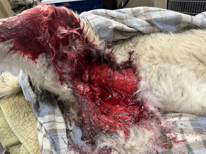 Curated visual reference: Gallery Detail: Image Abdominal Wound Dog Msd Veterinary Manual