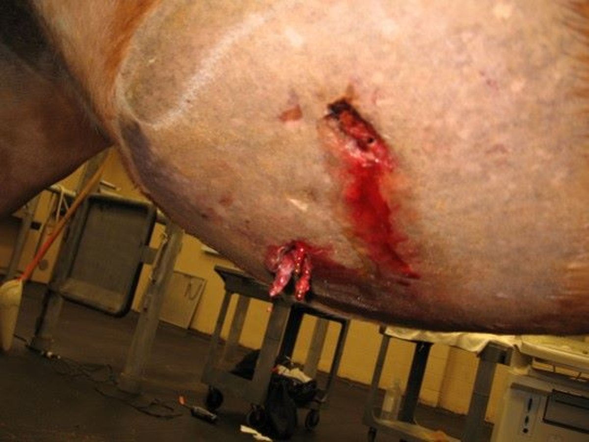 Herida abdominal, caballo