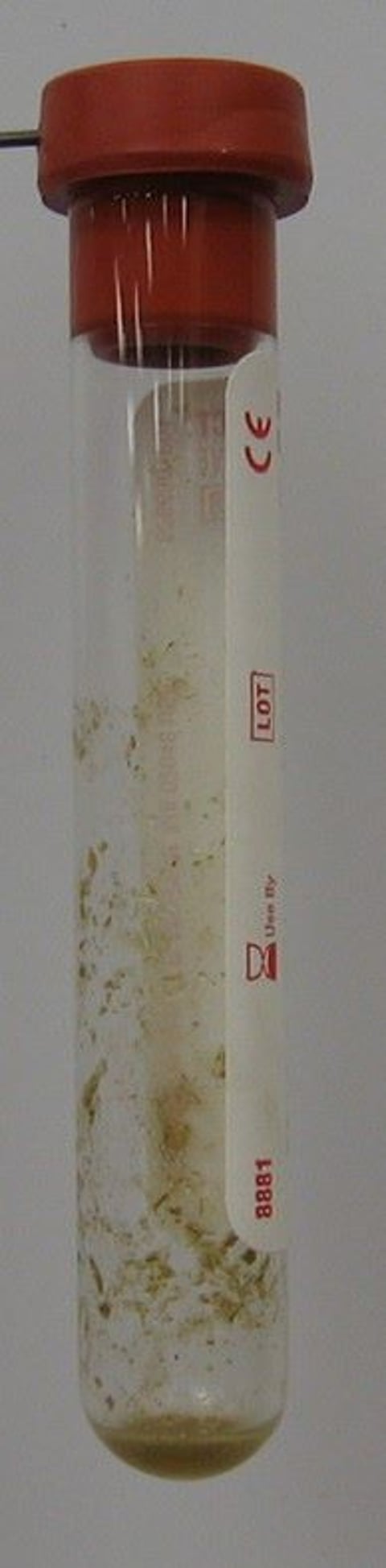 Abdominocentesis, gastric rupture sample, horse