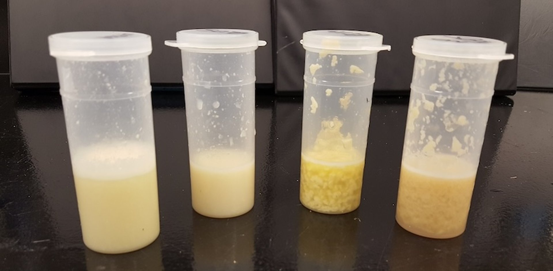 Abnormal milk from cases of mild clinical mastitis, cow