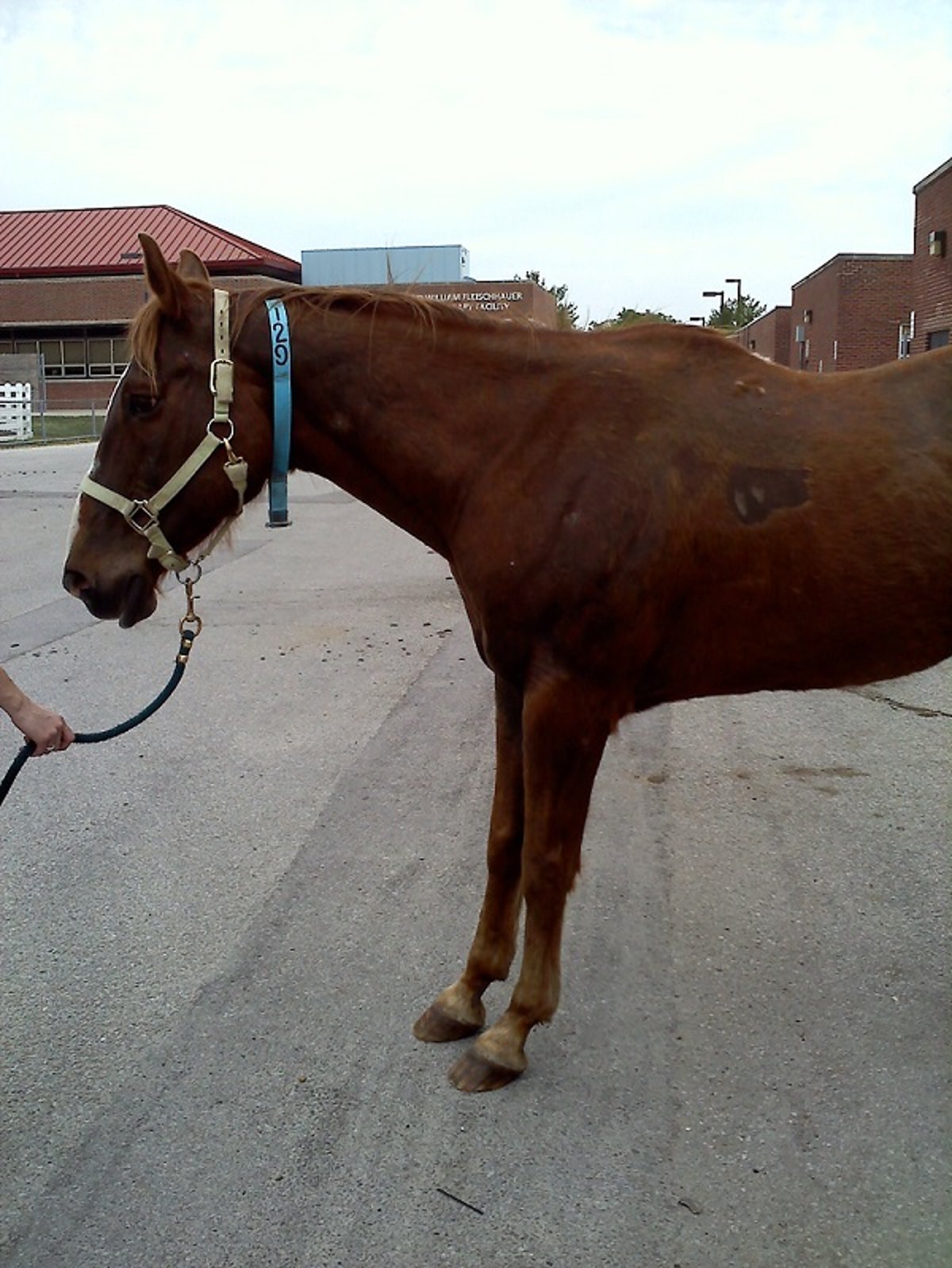 Abnormal stance noted on visual inspection, horse