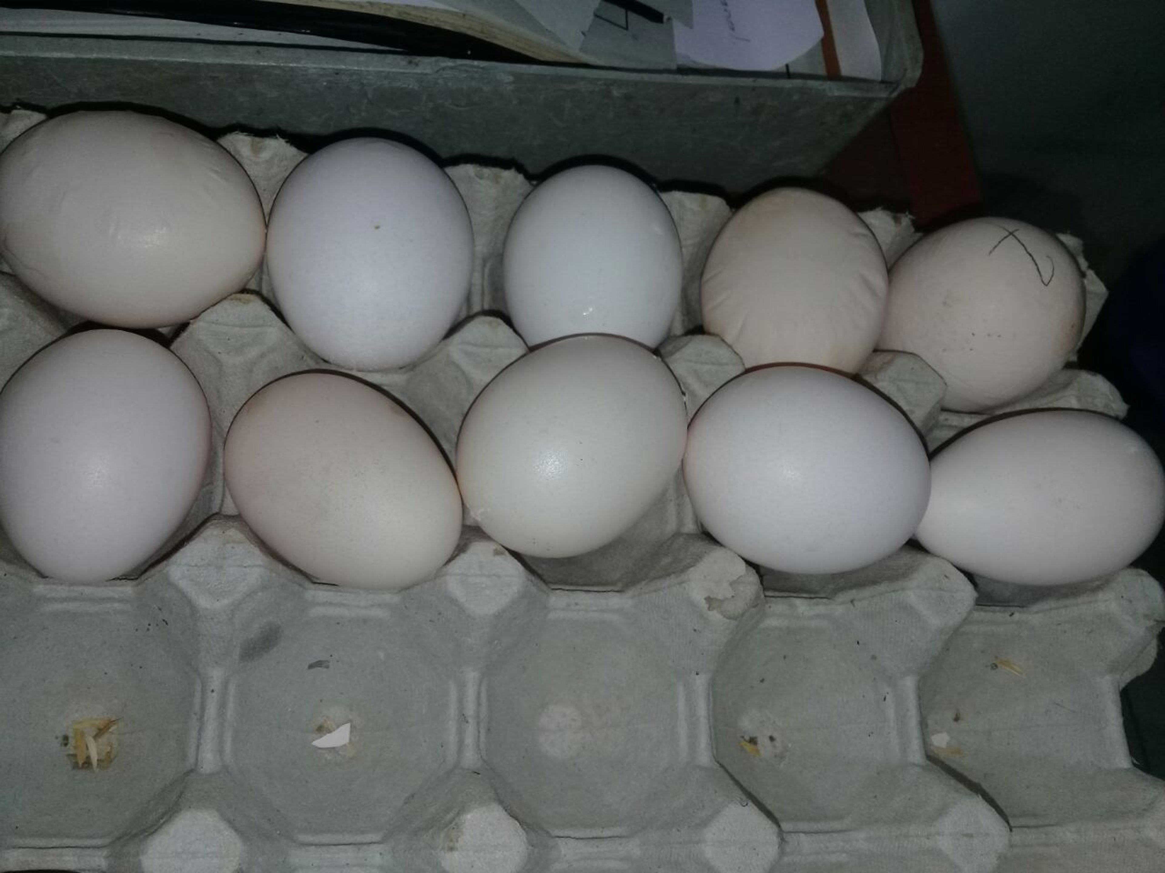 Abnormally shaped eggs, chicken