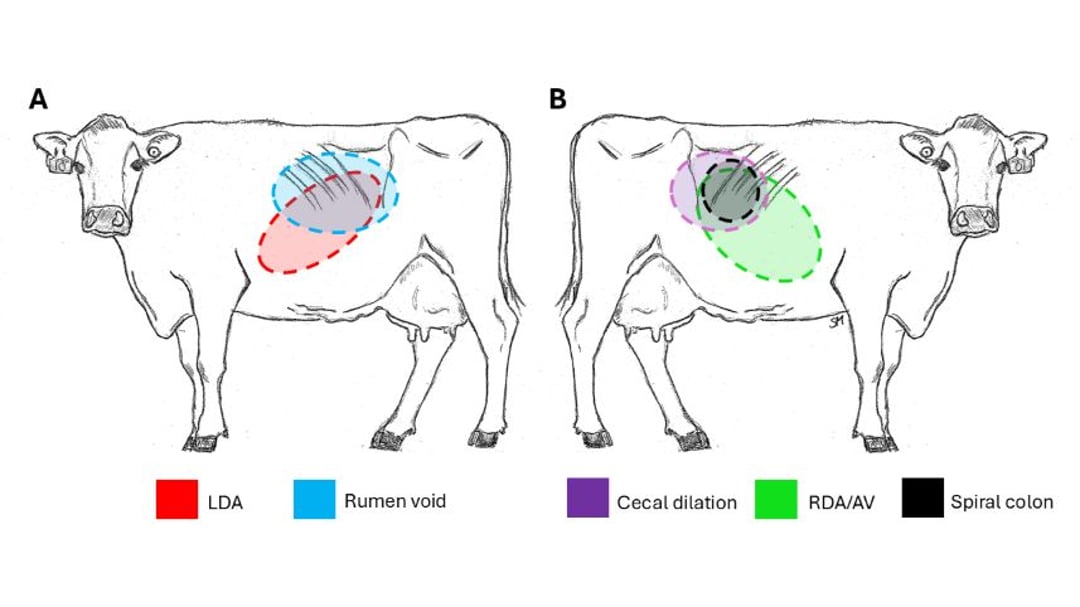 Volvulus In Ruminants Abomasal Displacement and Volvulus in Cattle - Digestive System - Merck ...
