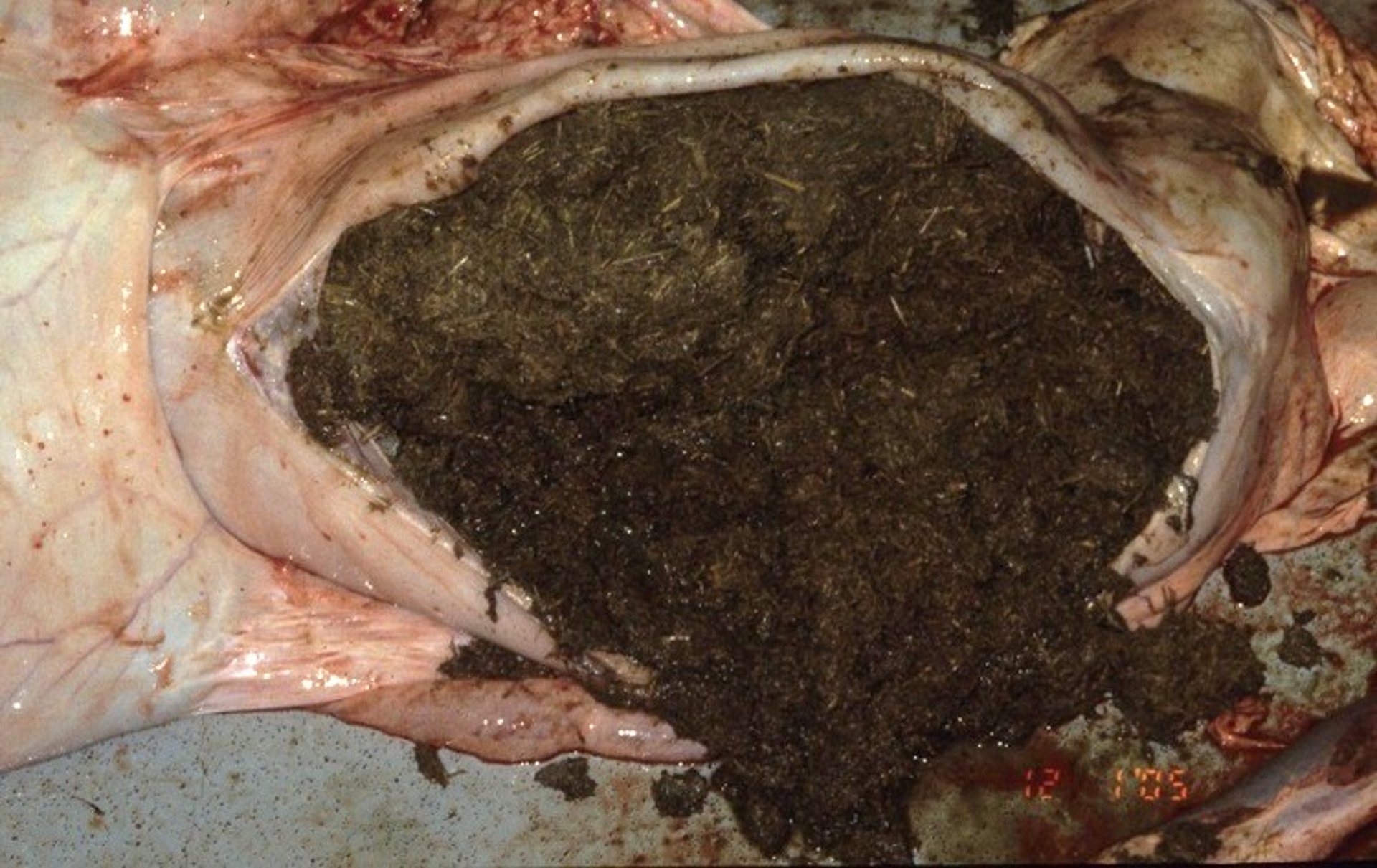 Abomasal impaction, cow