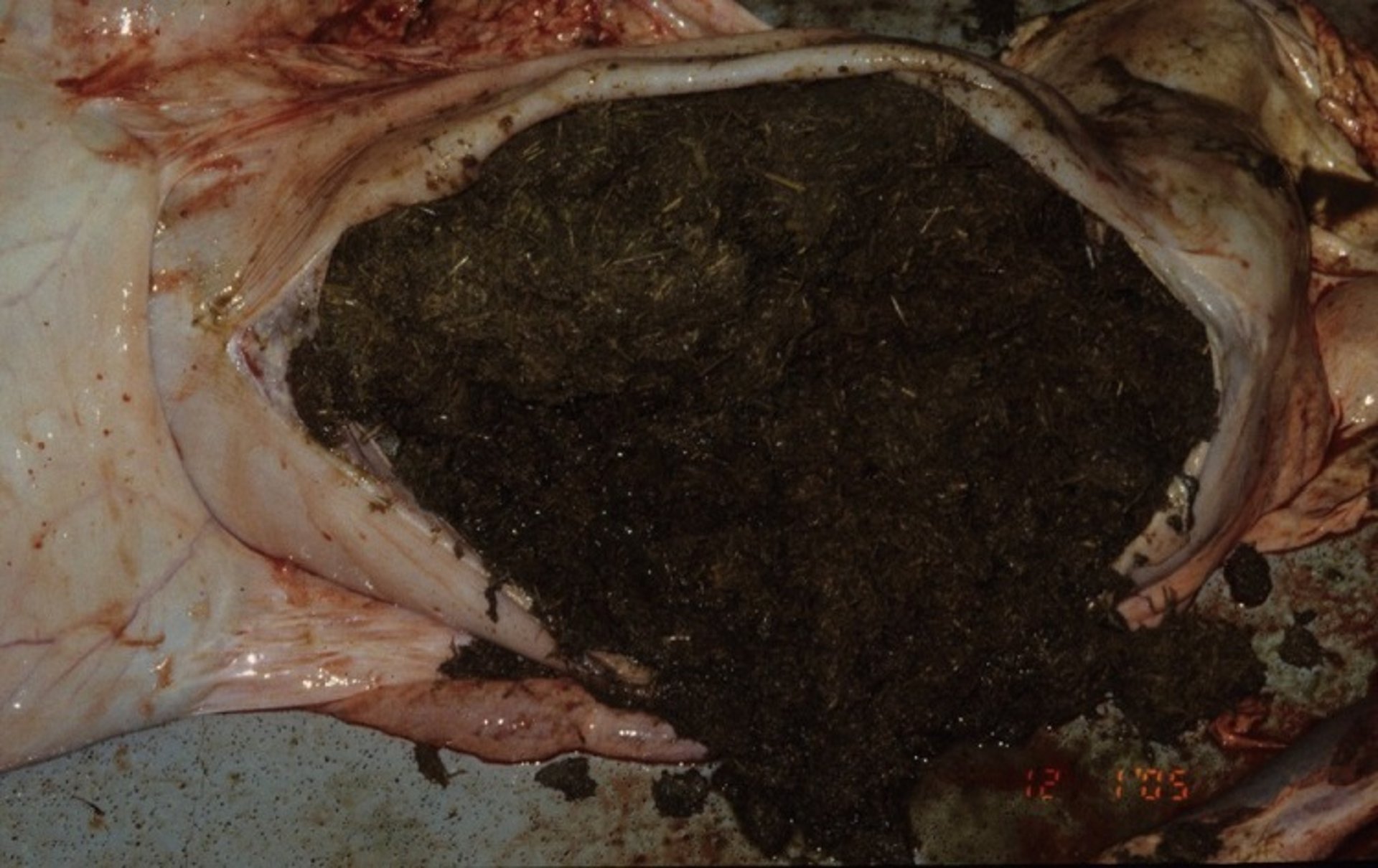 Impactación abomasal, vaca