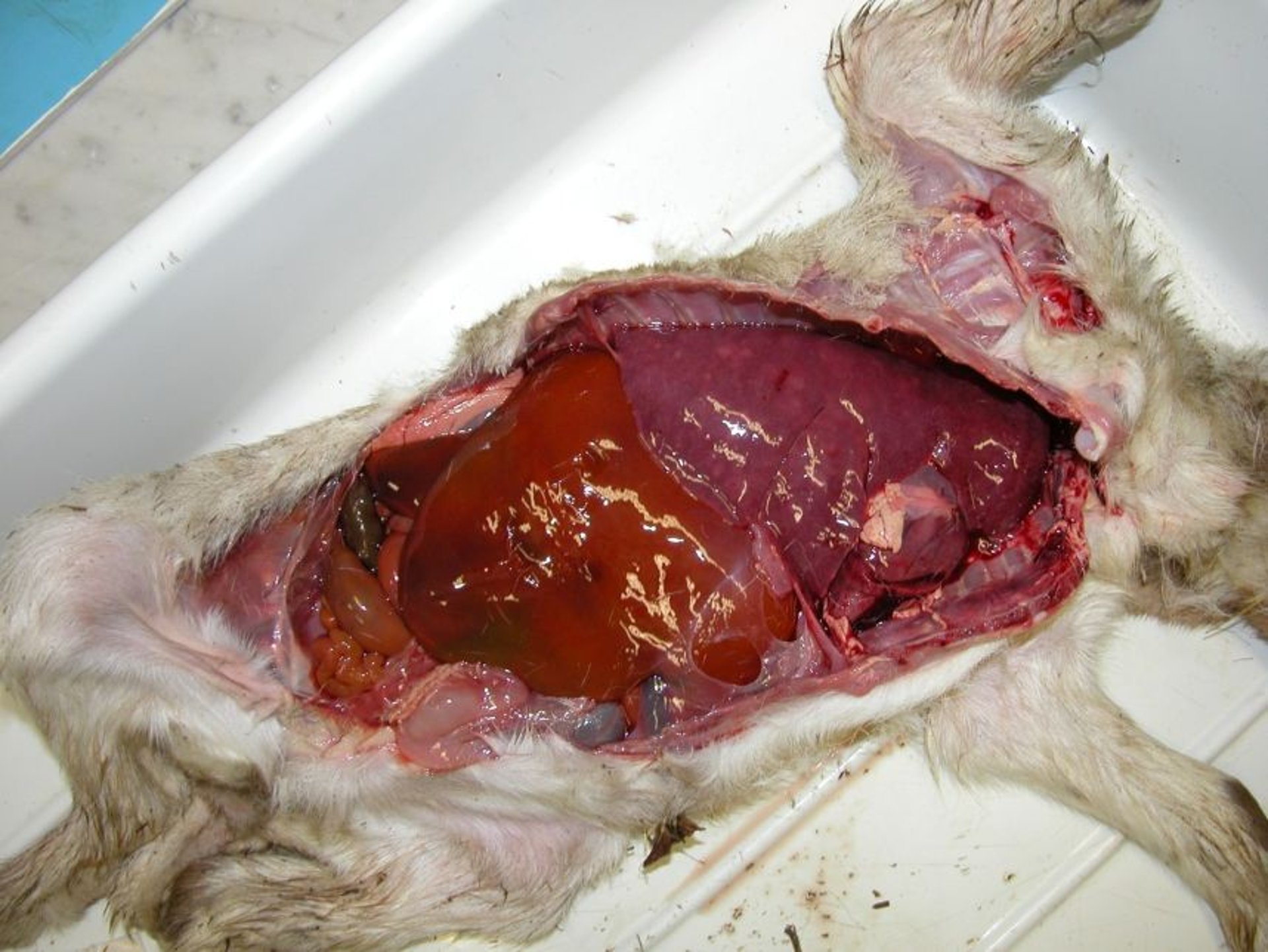 Abortion in Goats - Reproductive System - Merck Veterinary Manual