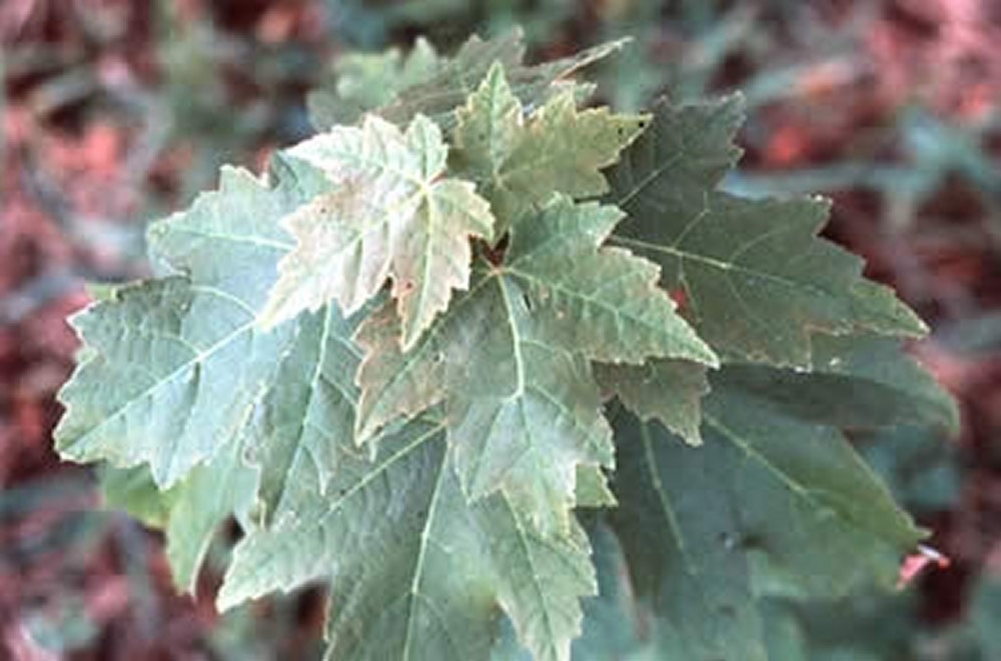 <i >Acer rubrum</i> (Red Maple), young plant