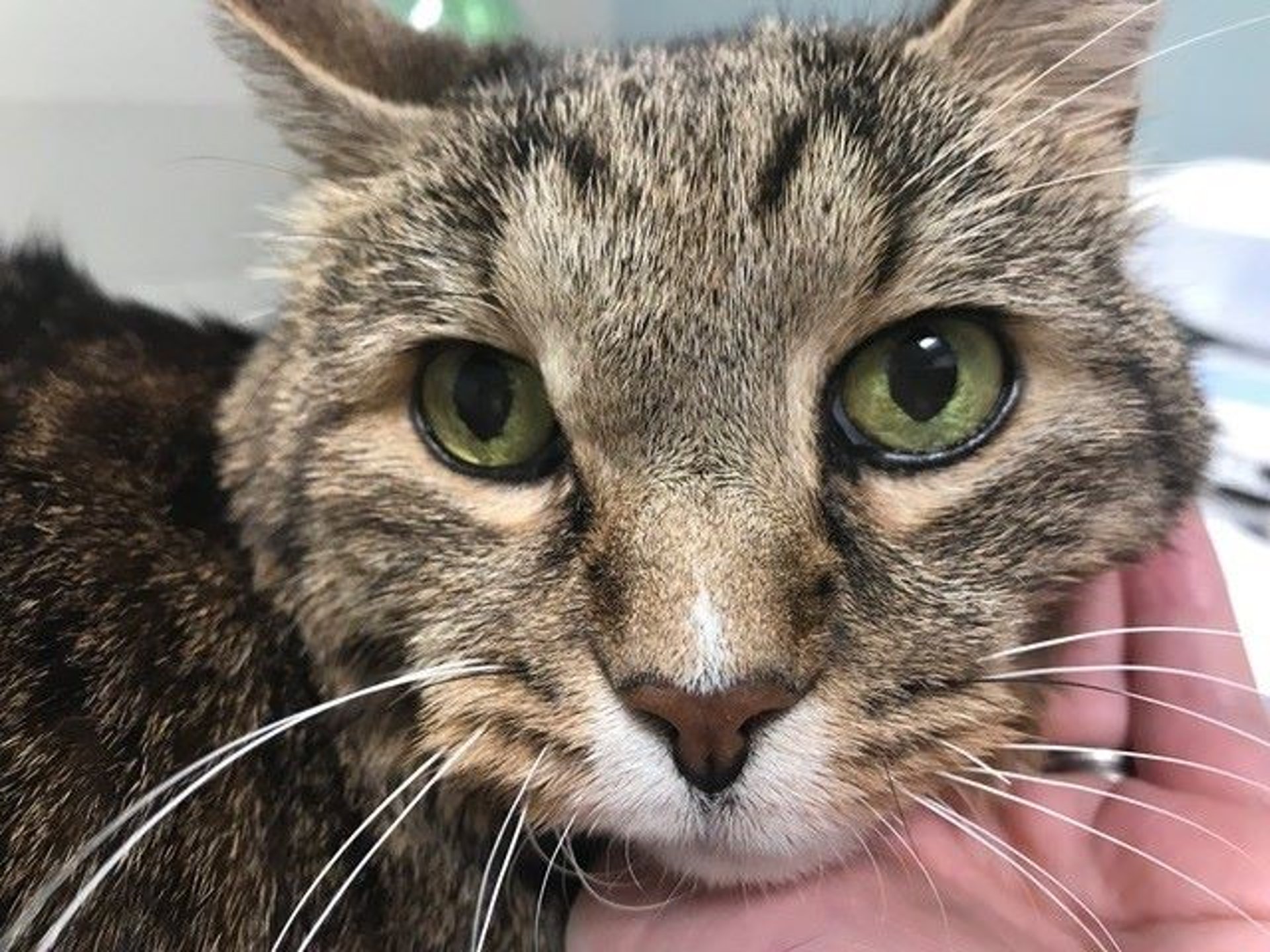 Acromegaly, cat
