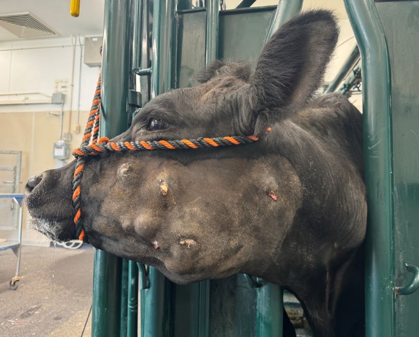 Actinobacillosis, atypical presentation, cow