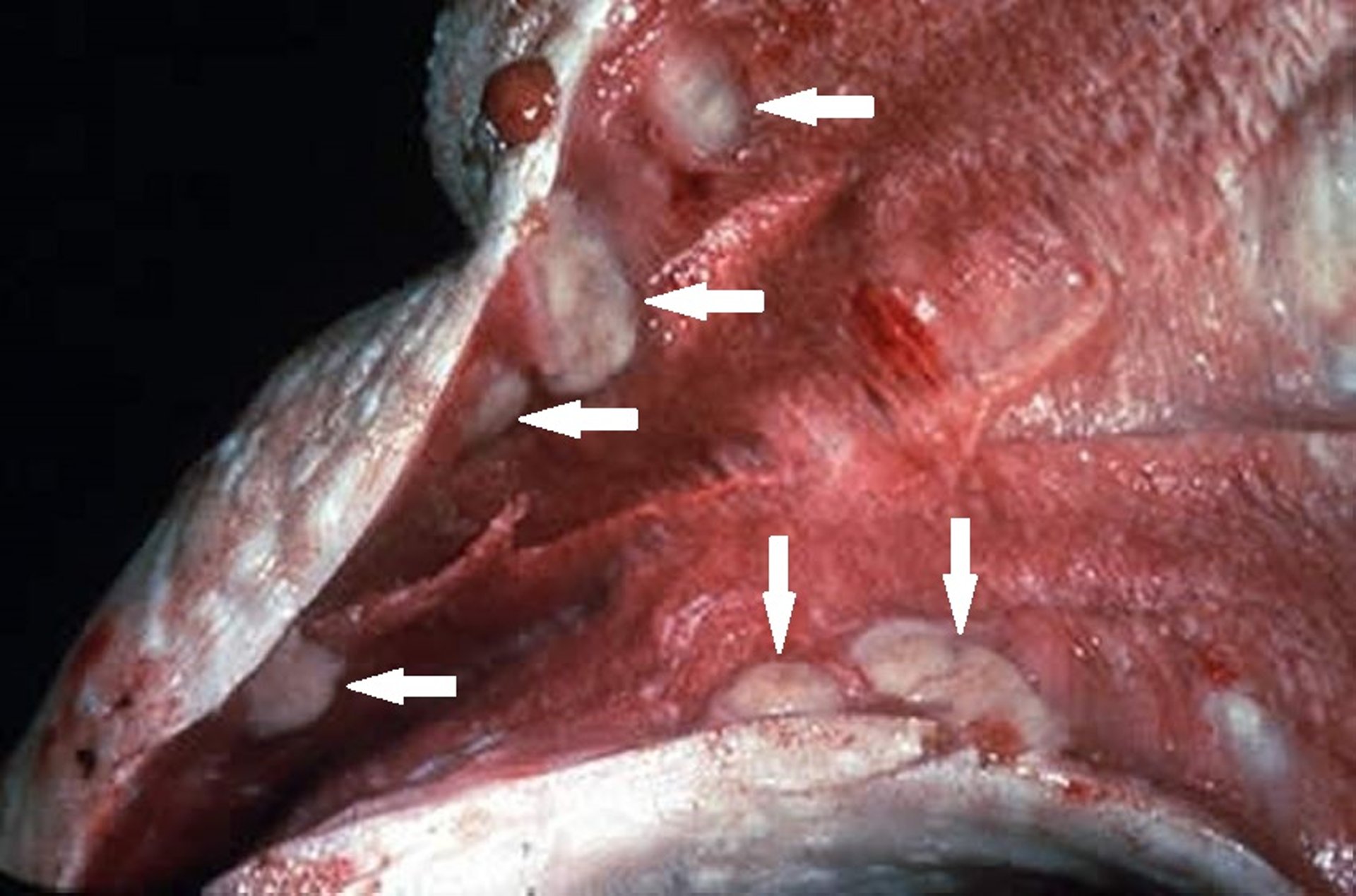 Actinobacilosis, abscesos en la lengua, vaca