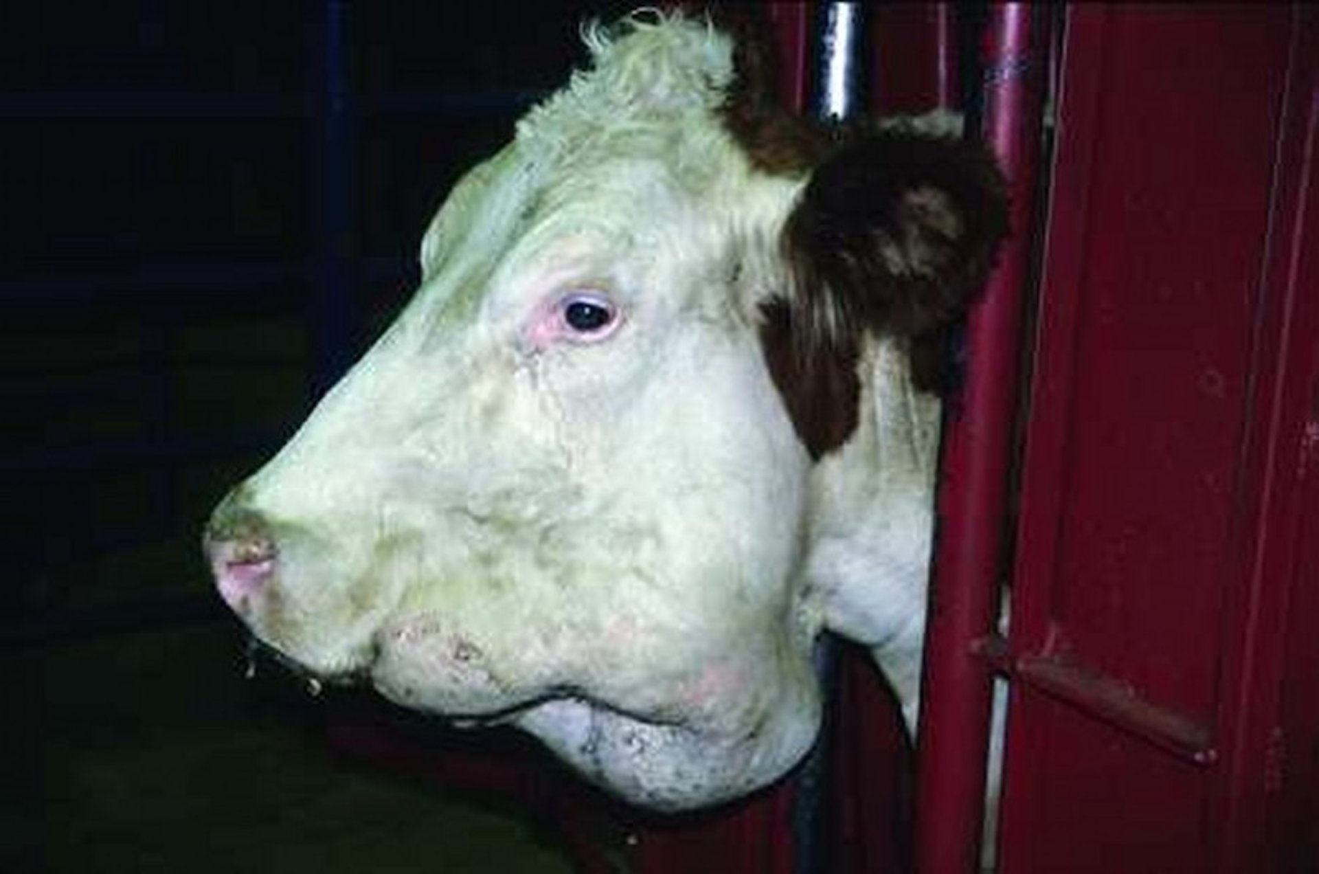 Actinomycosis, cow