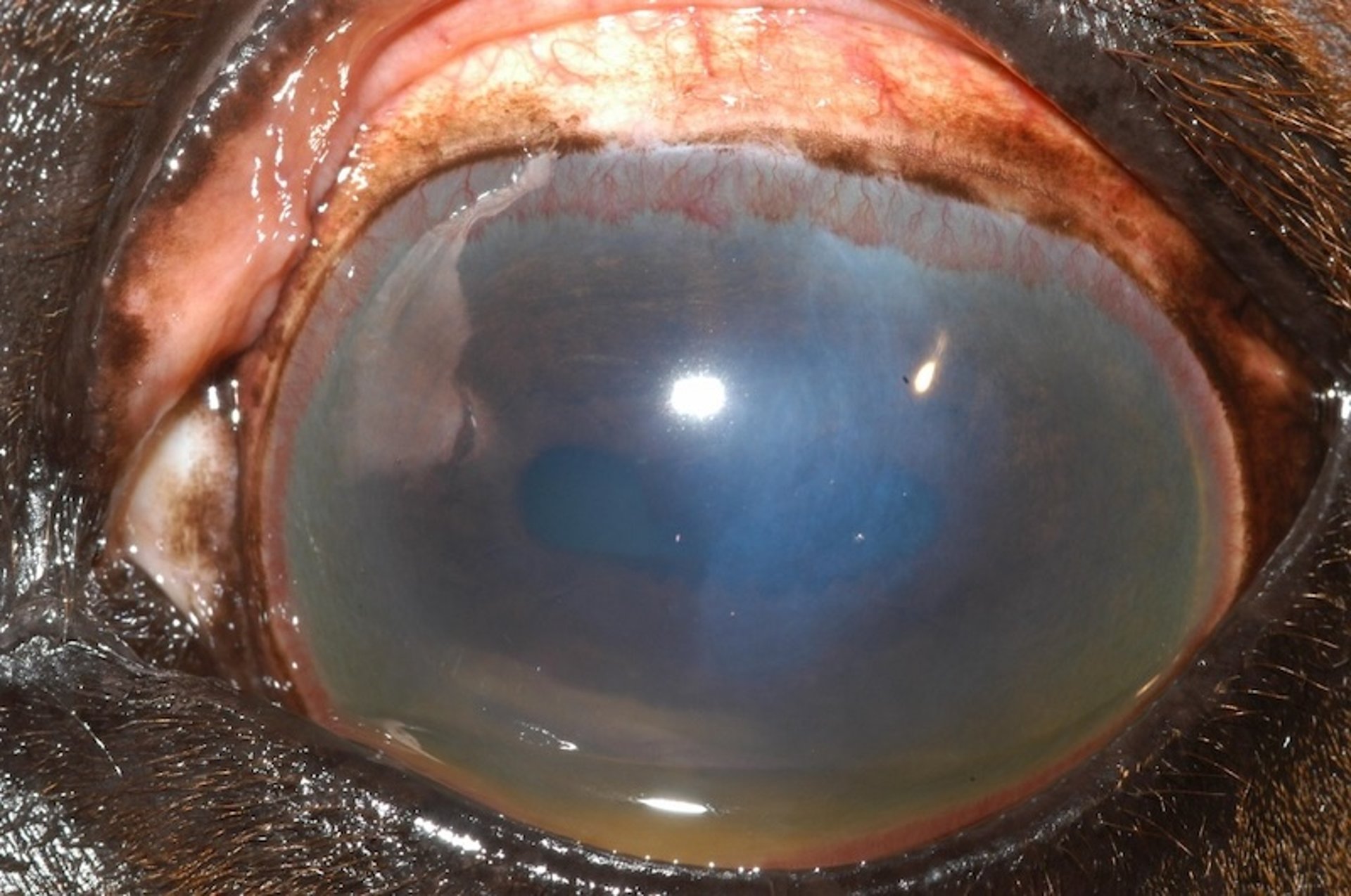 Active uveitis, horse