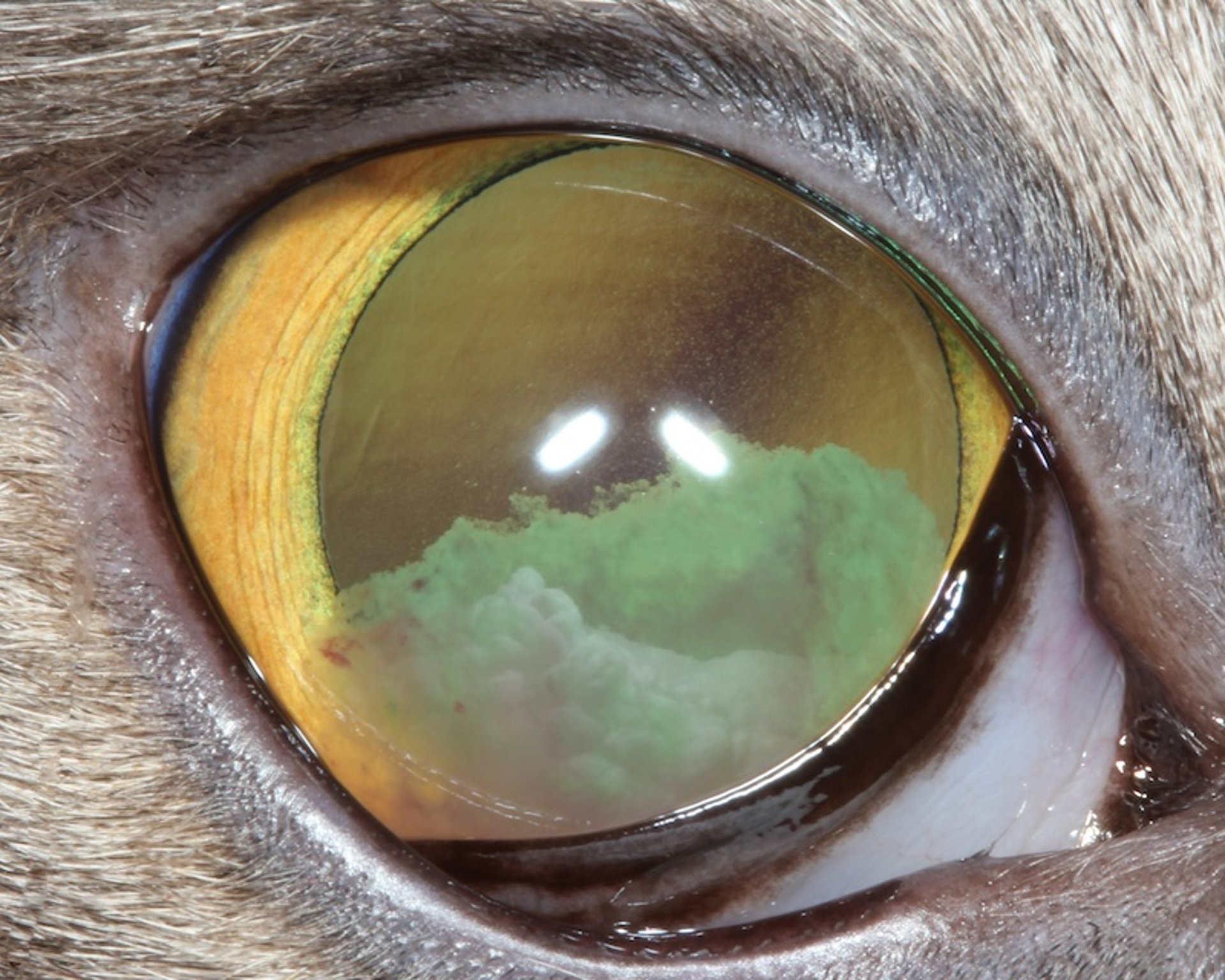 Uveítis anterior aguda, gato