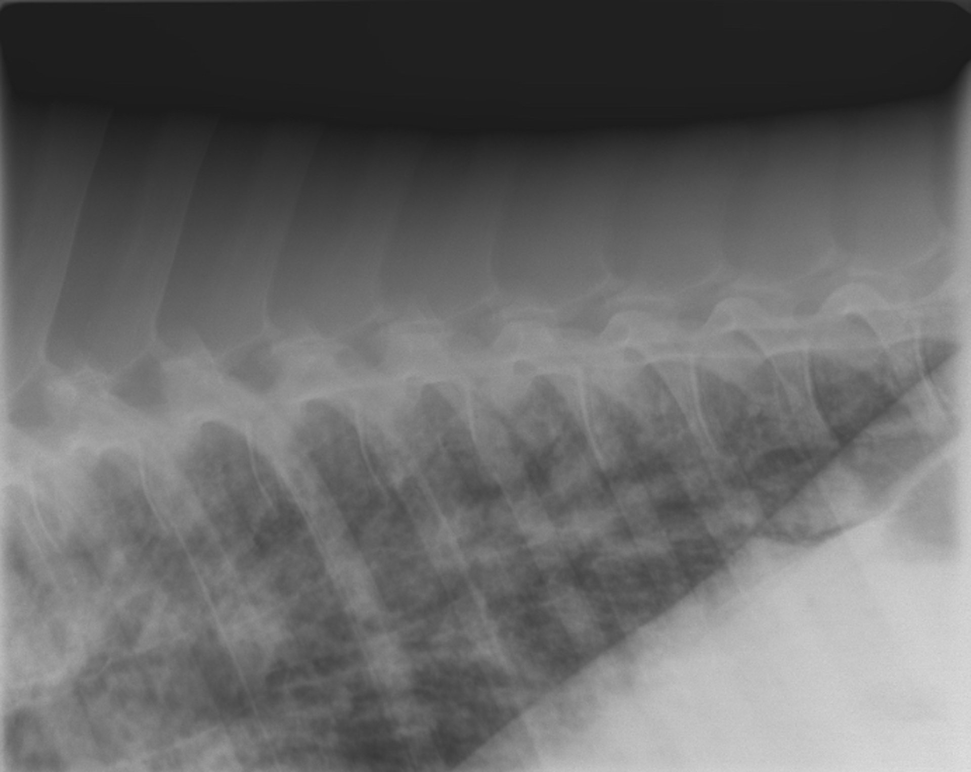 Acute bronchointerstitial pneumonia, foal, radiograph