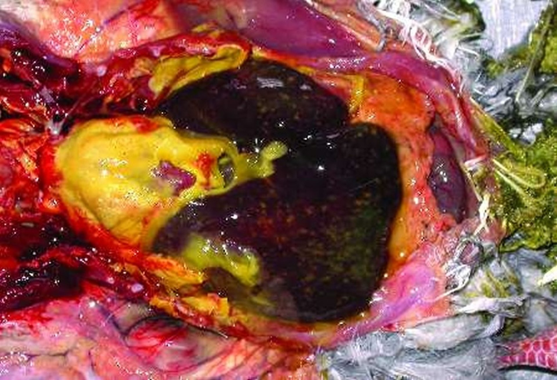 Acute chlamydiosis, pigeon