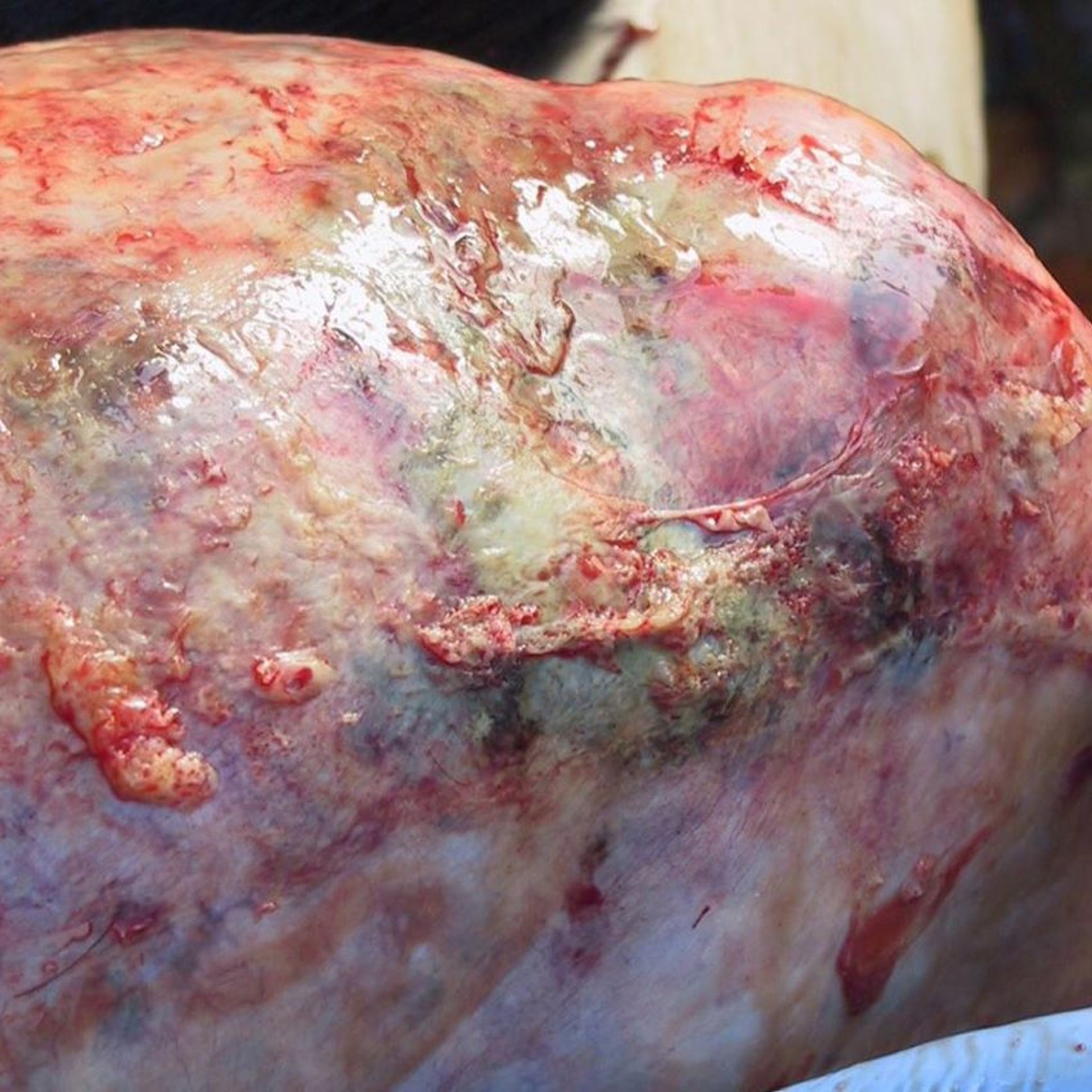 Acute fibrinous pleuritis, lung tissue, cow