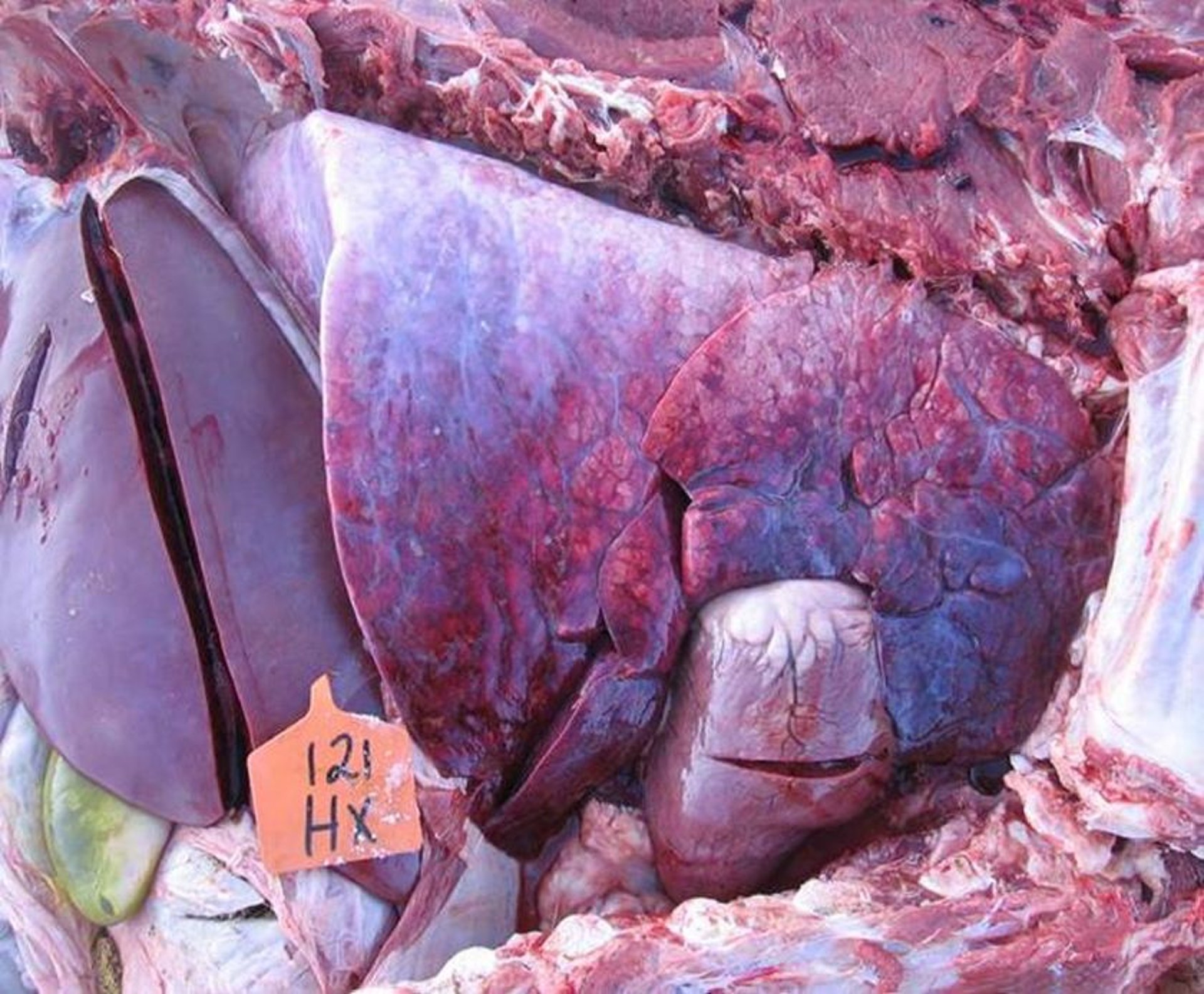 Acute left-sided heart failure, bovine
